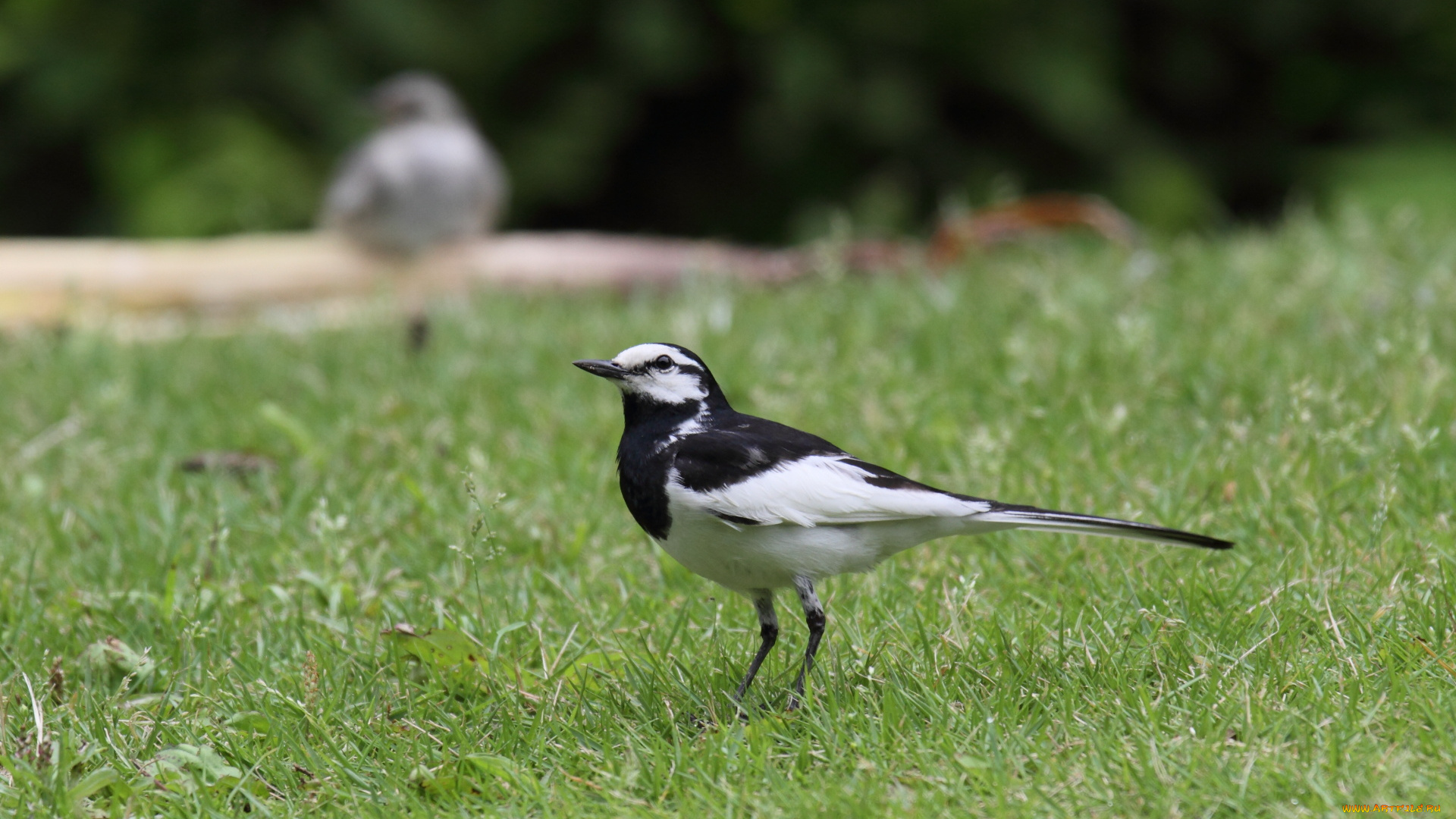 животные, Чайки, бакланы, крачки, трава, птица