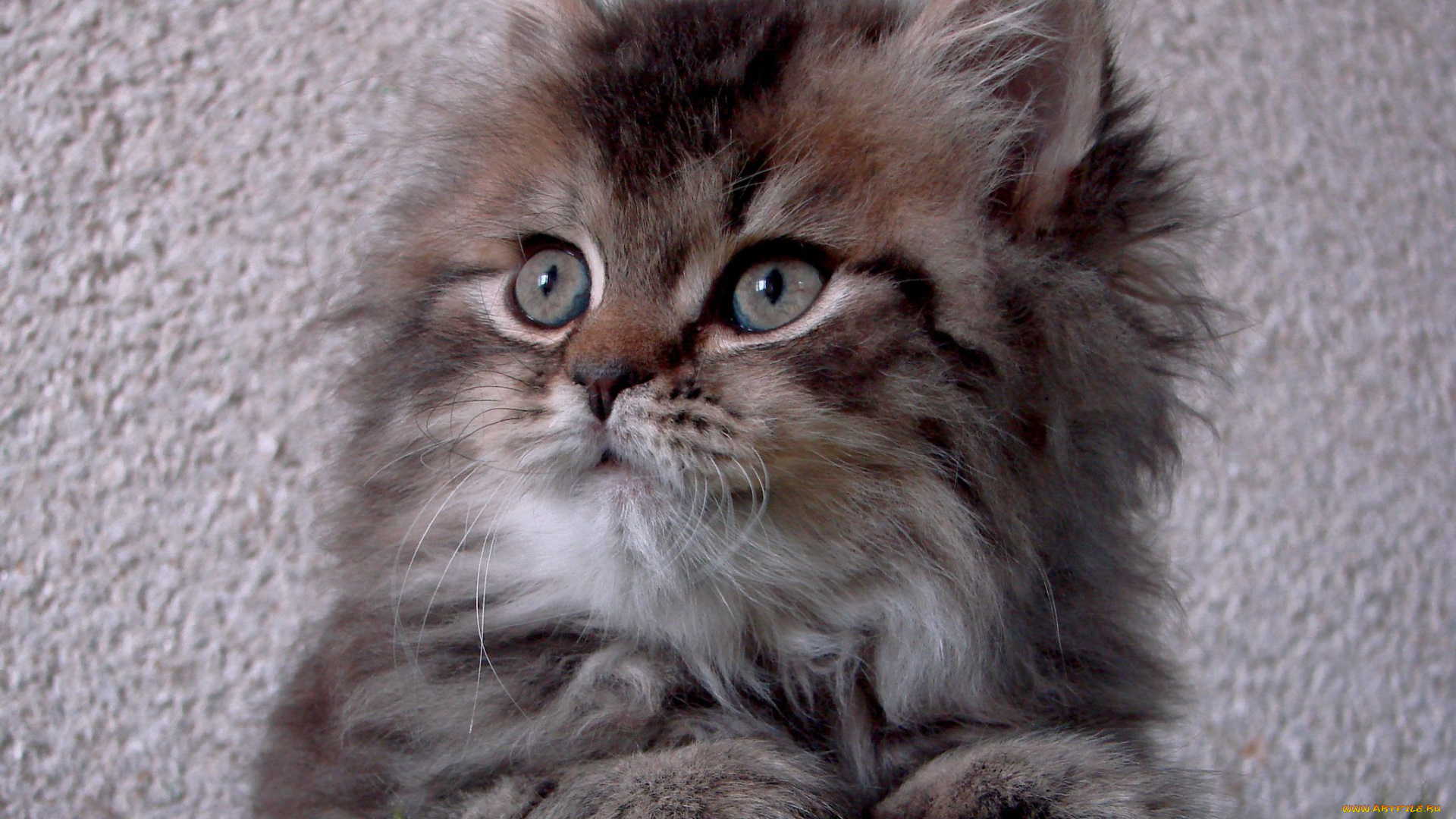 животные, коты, пушистик, котенок