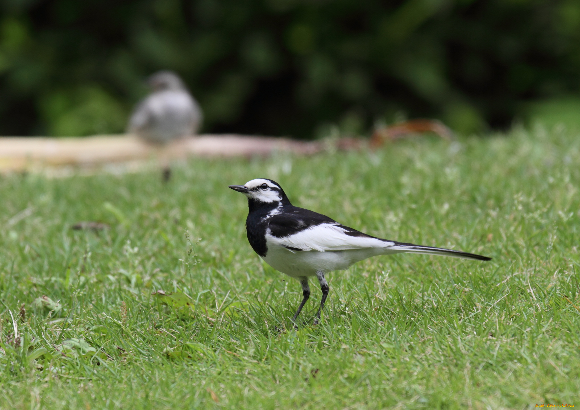 животные, Чайки, бакланы, крачки, трава, птица