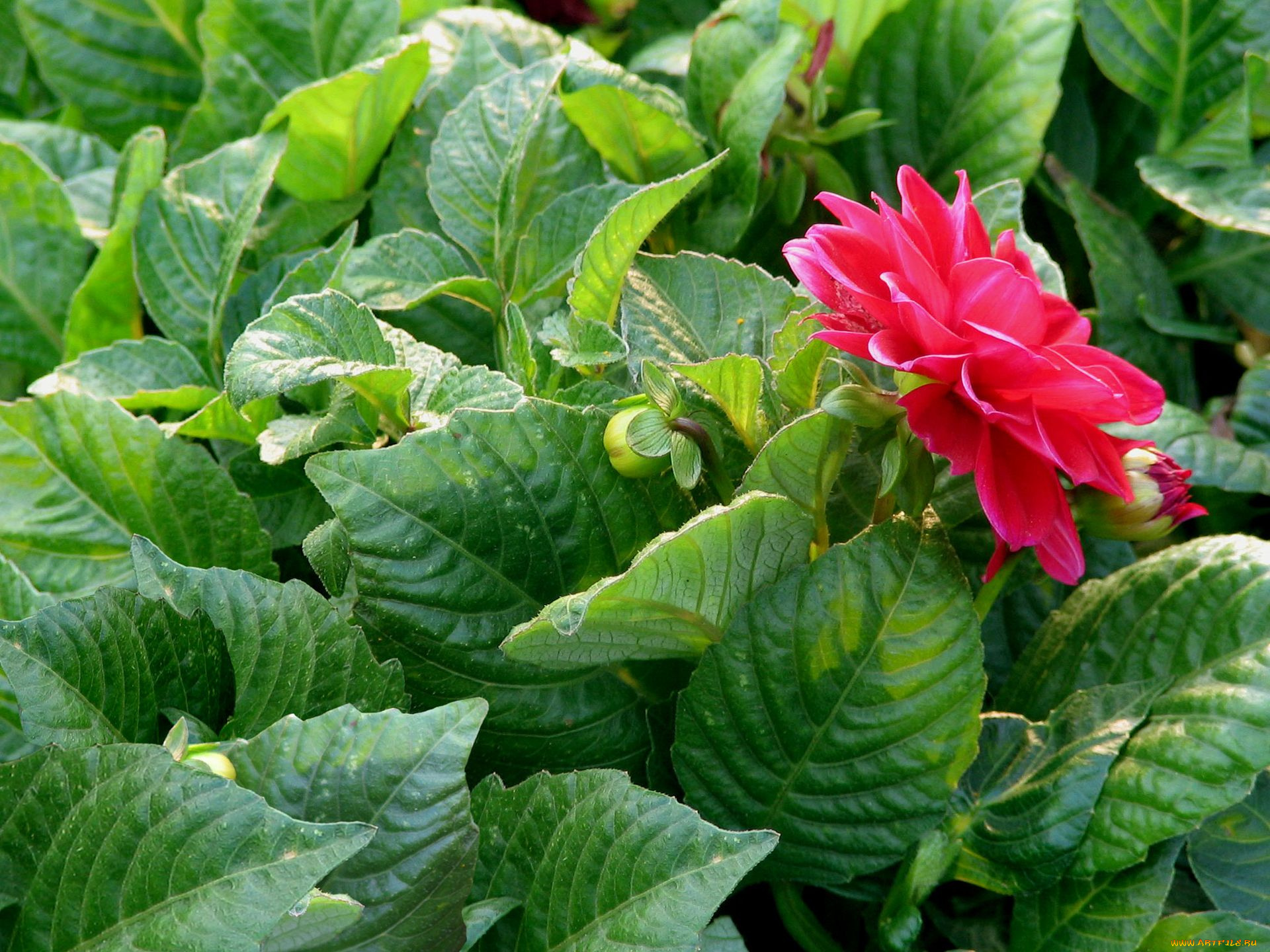 цветы, георгины, георгин