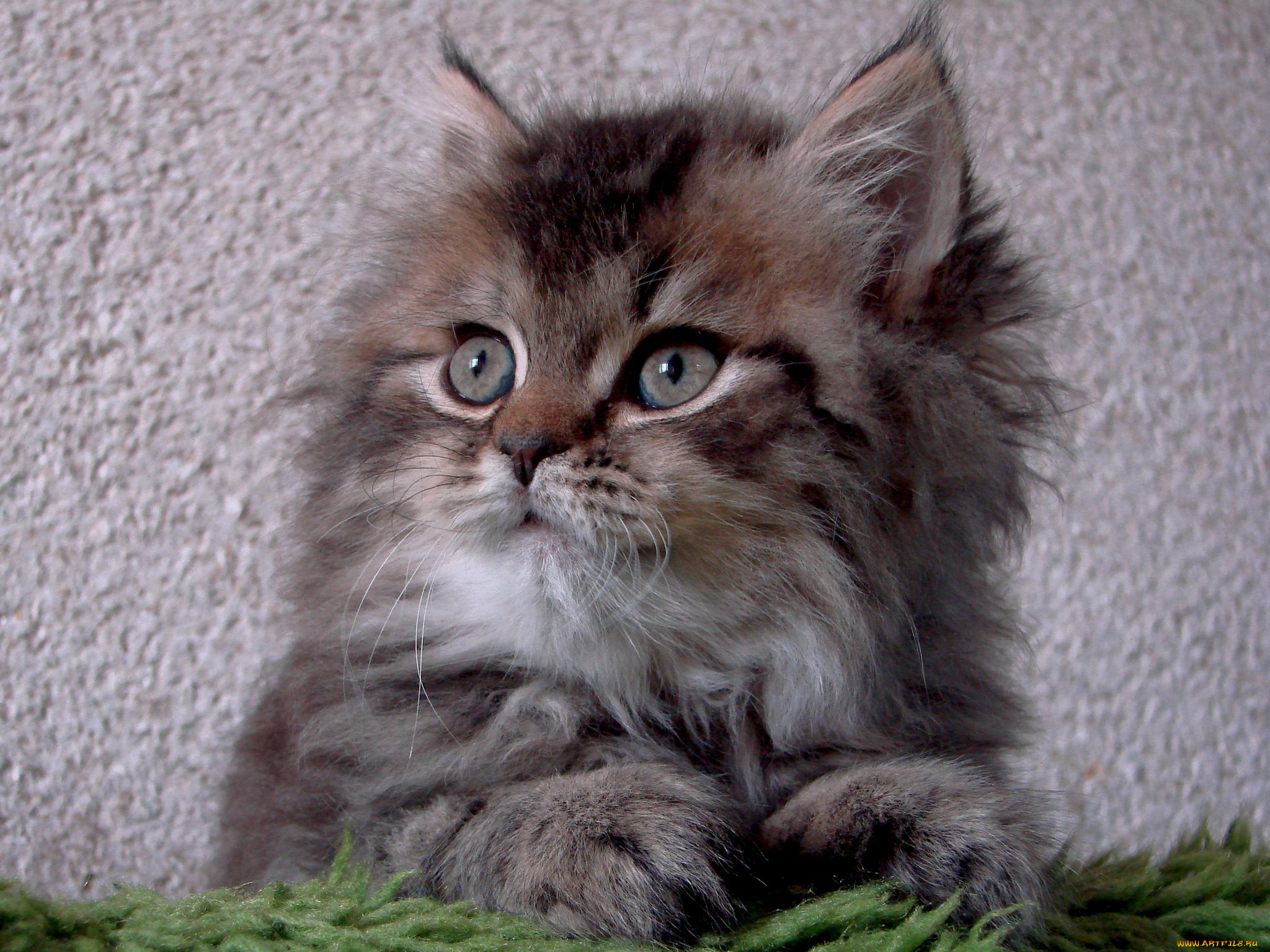 животные, коты, пушистик, котенок