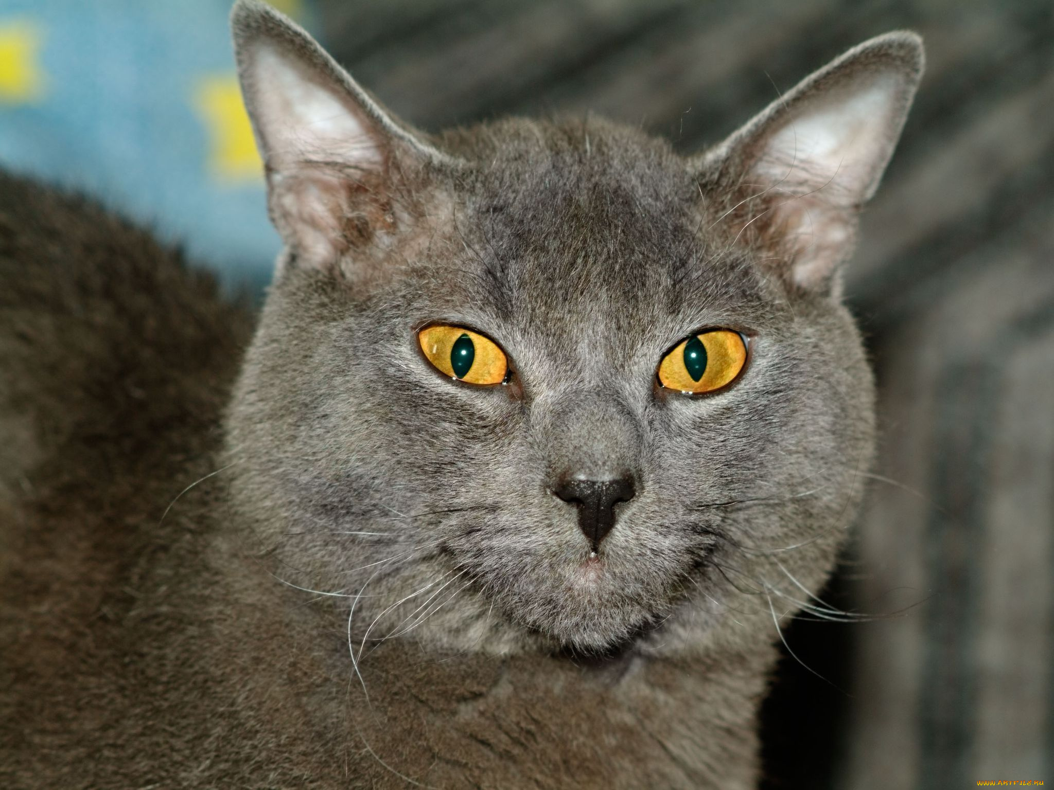 животные, коты, серый