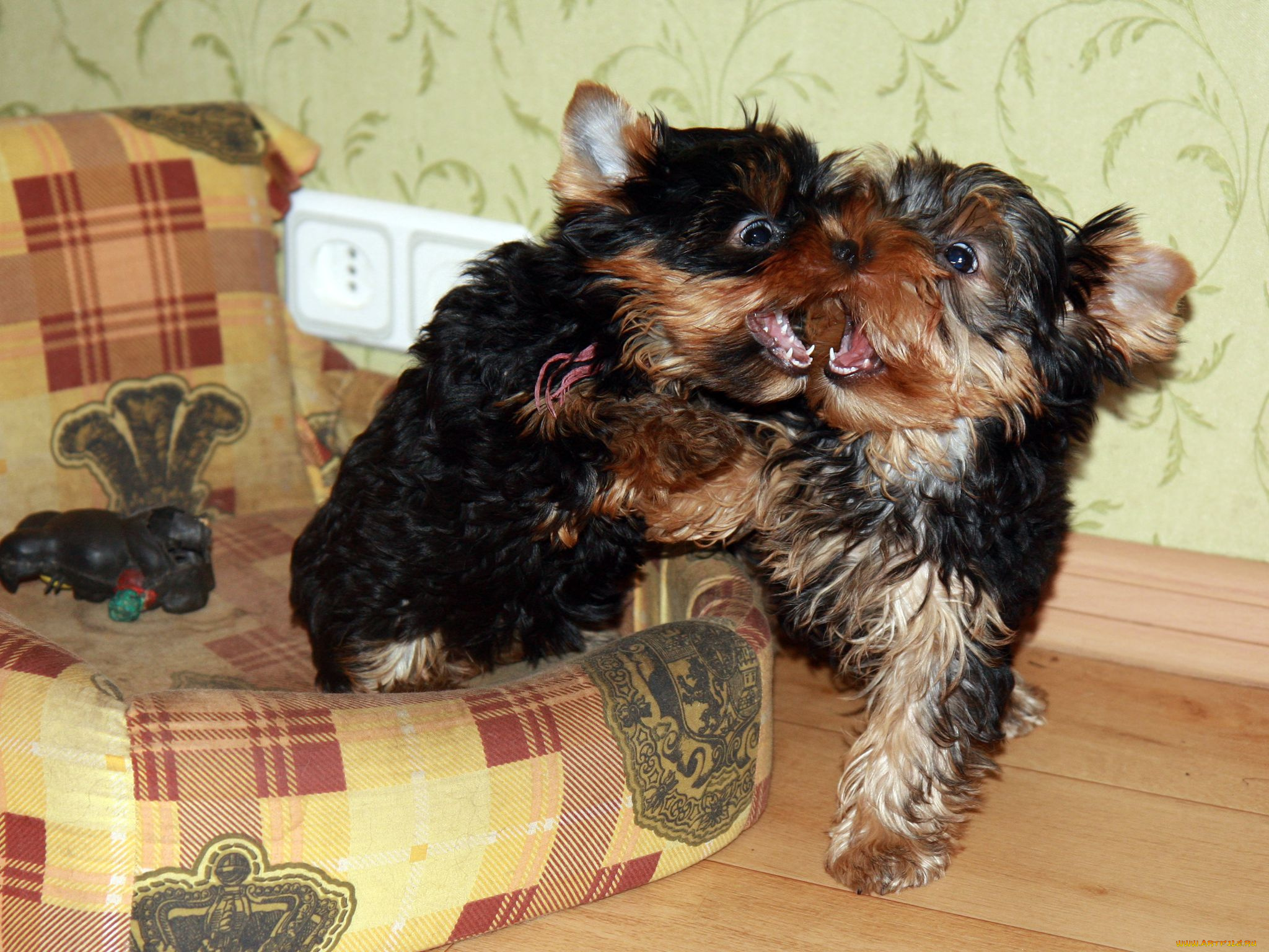 животные, собаки, владимир, шигаев