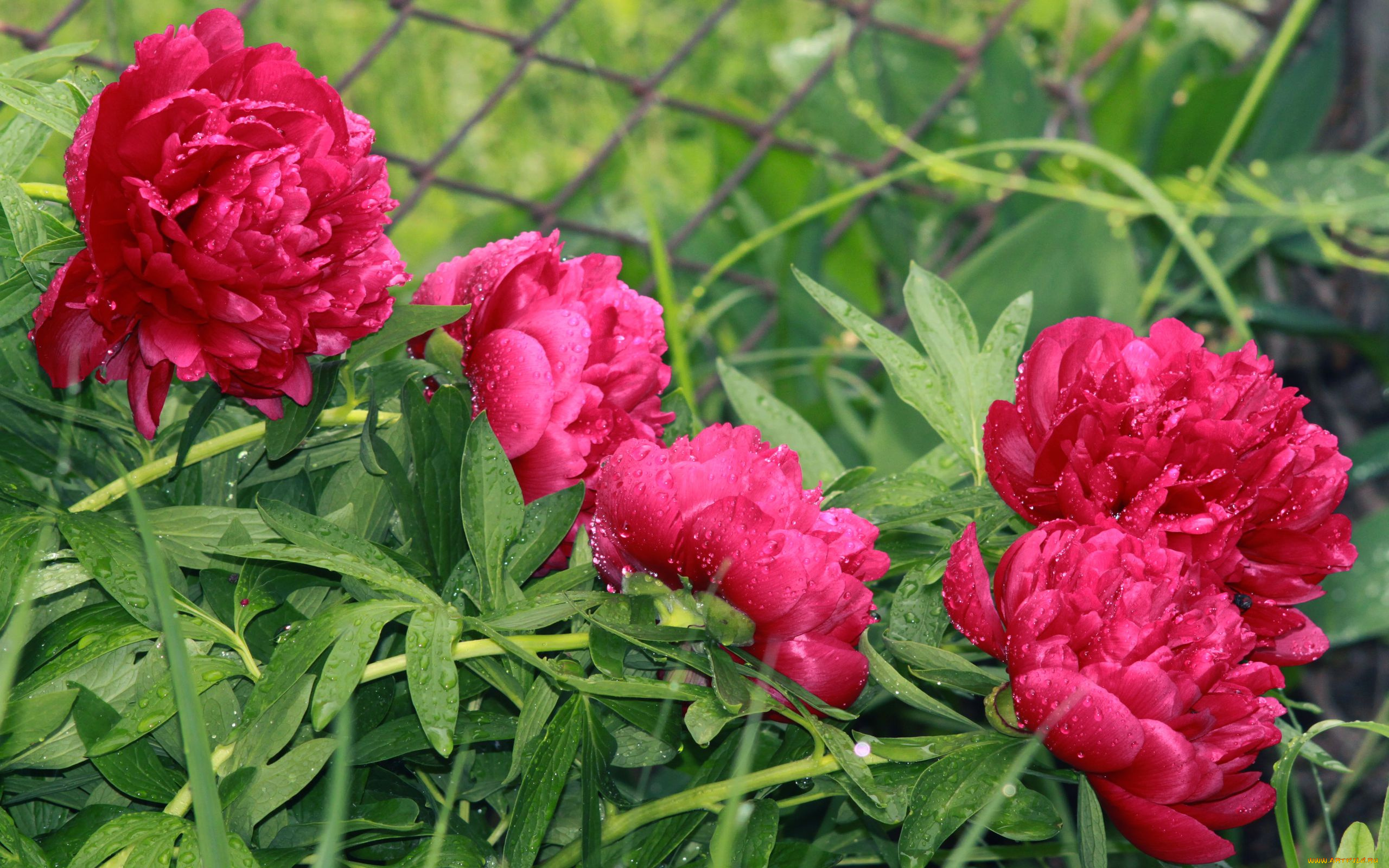 цветы, пионы, владимир, шигаев