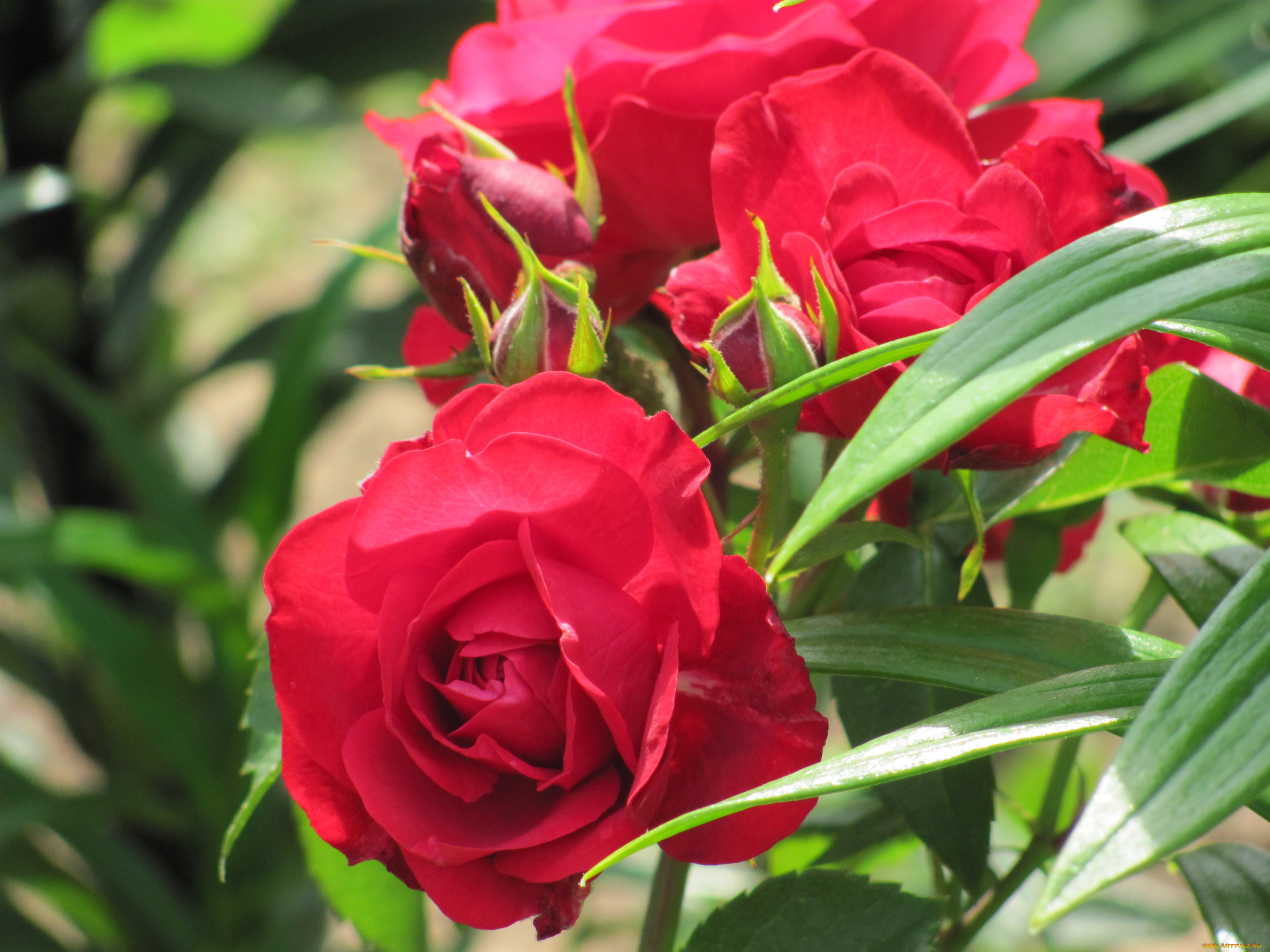 цветы, розы, зелень, бутоны