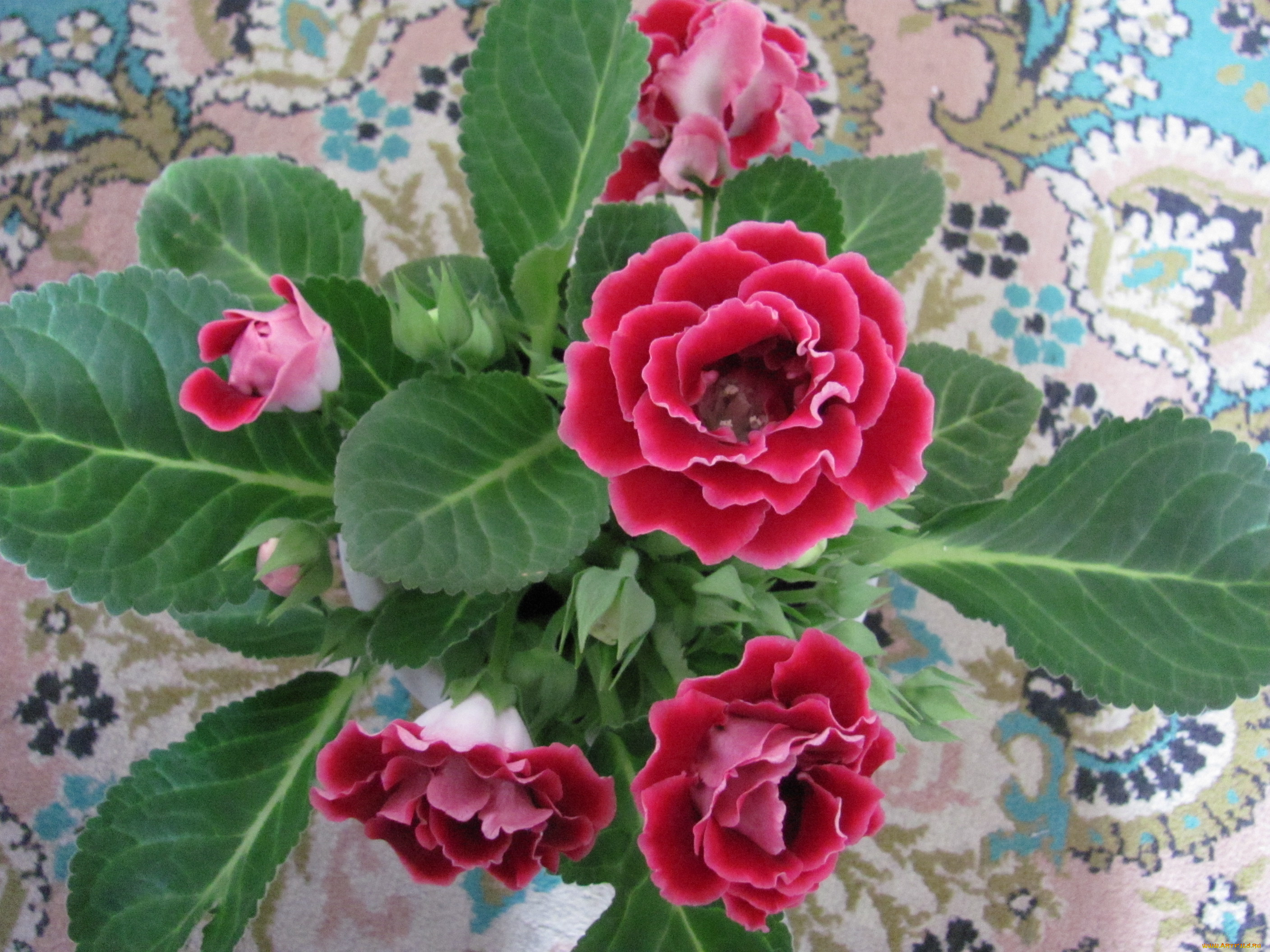 синингия, цветы, глоксиния, синнингия, красные, много, бутонов, зеленые, листья