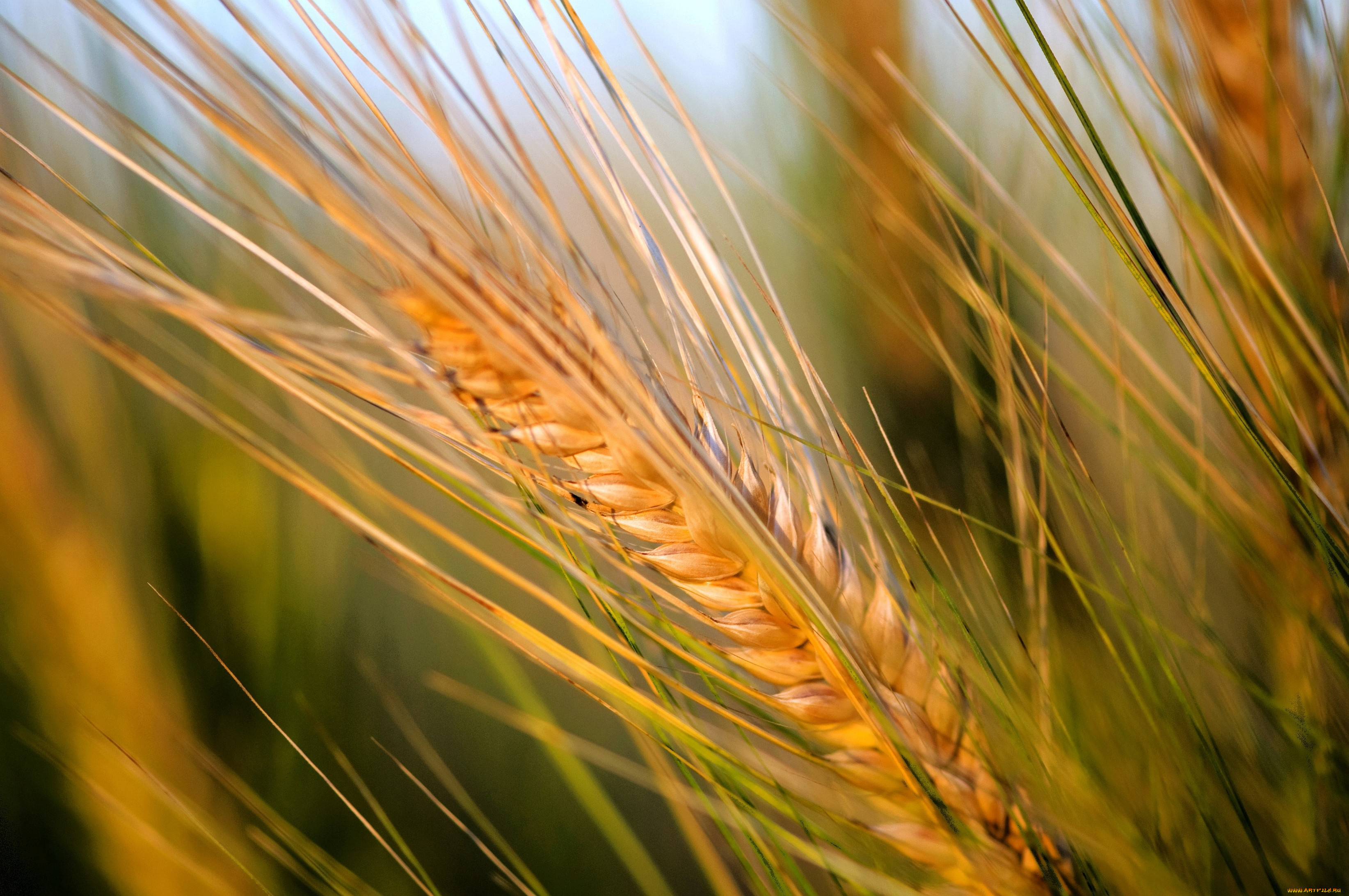 природа, макро, желтый, колос