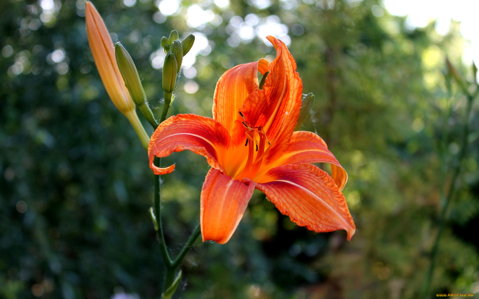 цветы, лилии, лилейники, лилия, макро