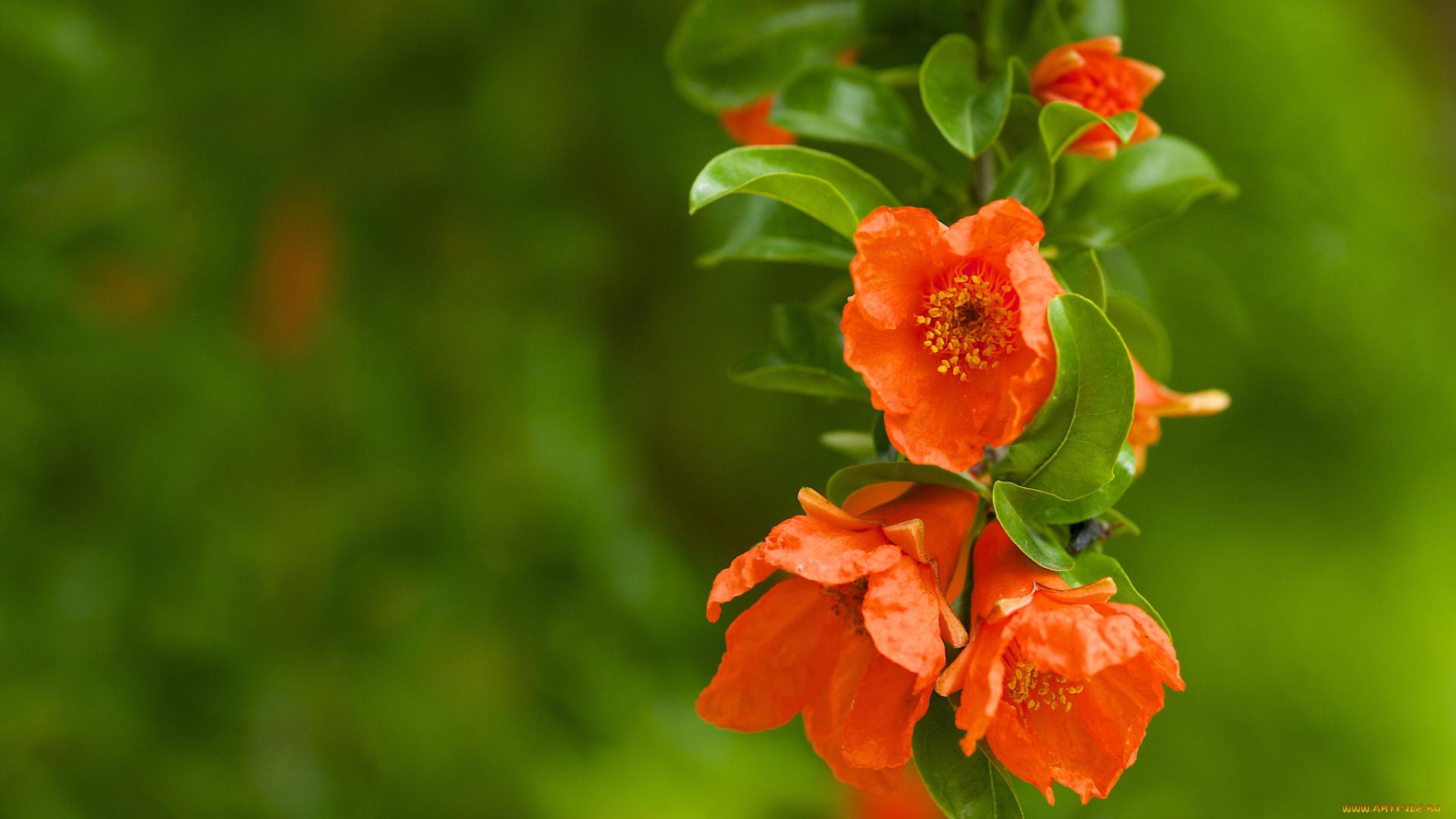 цветы, цветущие, деревья, кустарники, гранат