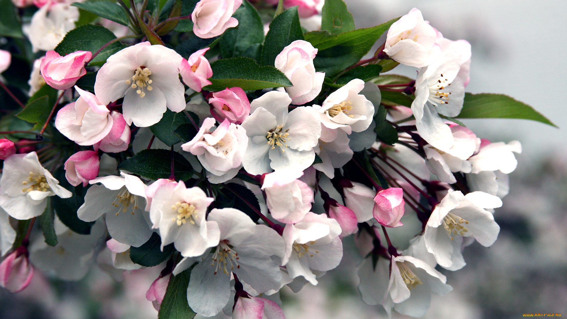 цветы, цветущие, деревья, кустарники, яблоня, ветка, цветение, весна