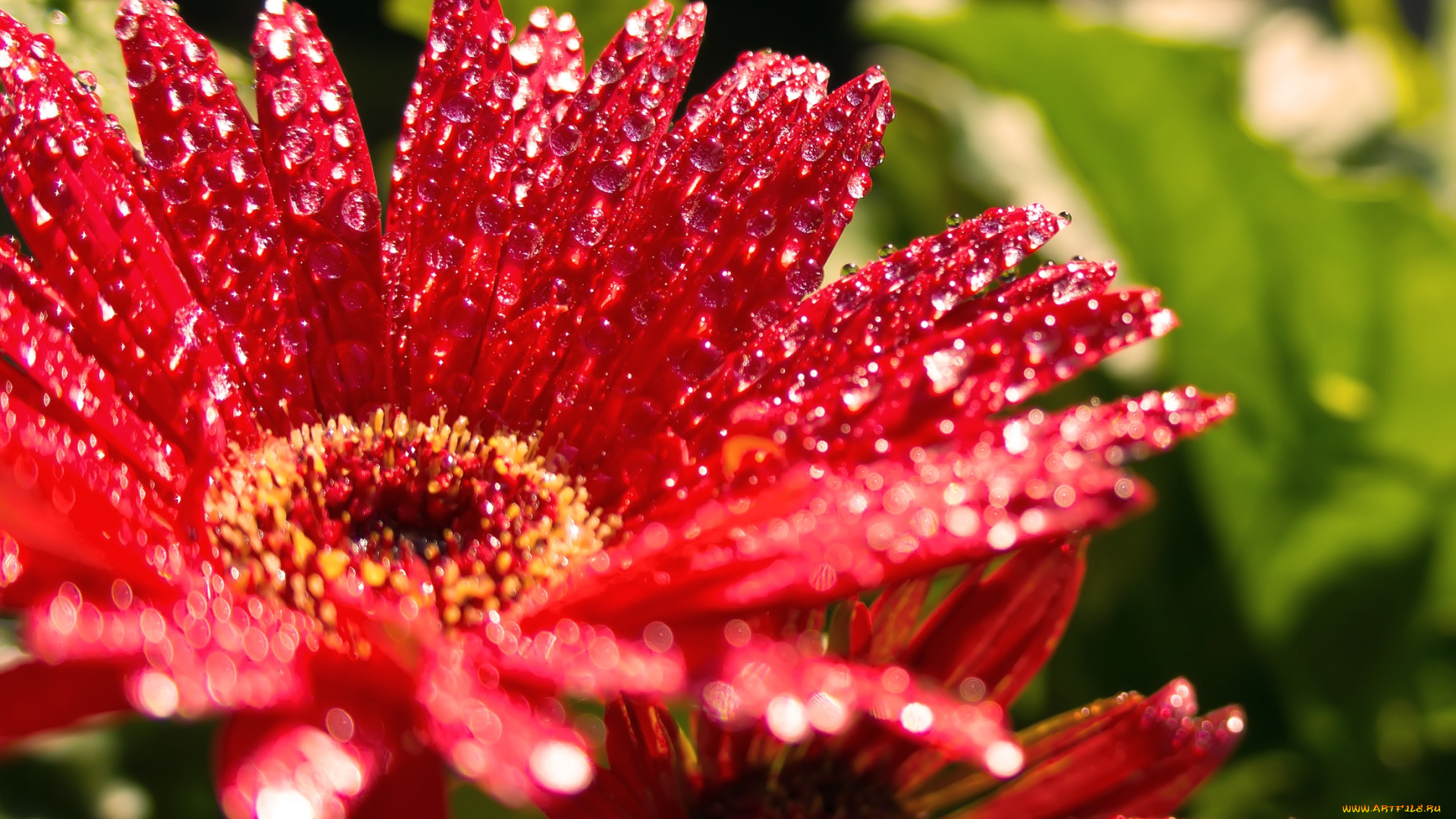 цветы, герберы, красный, капли, мокрый