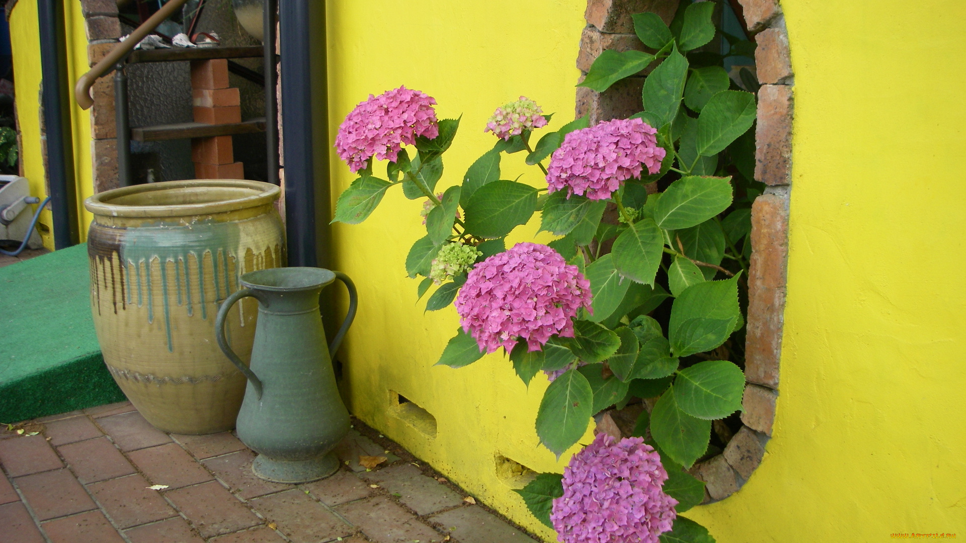 цветы, гортензия