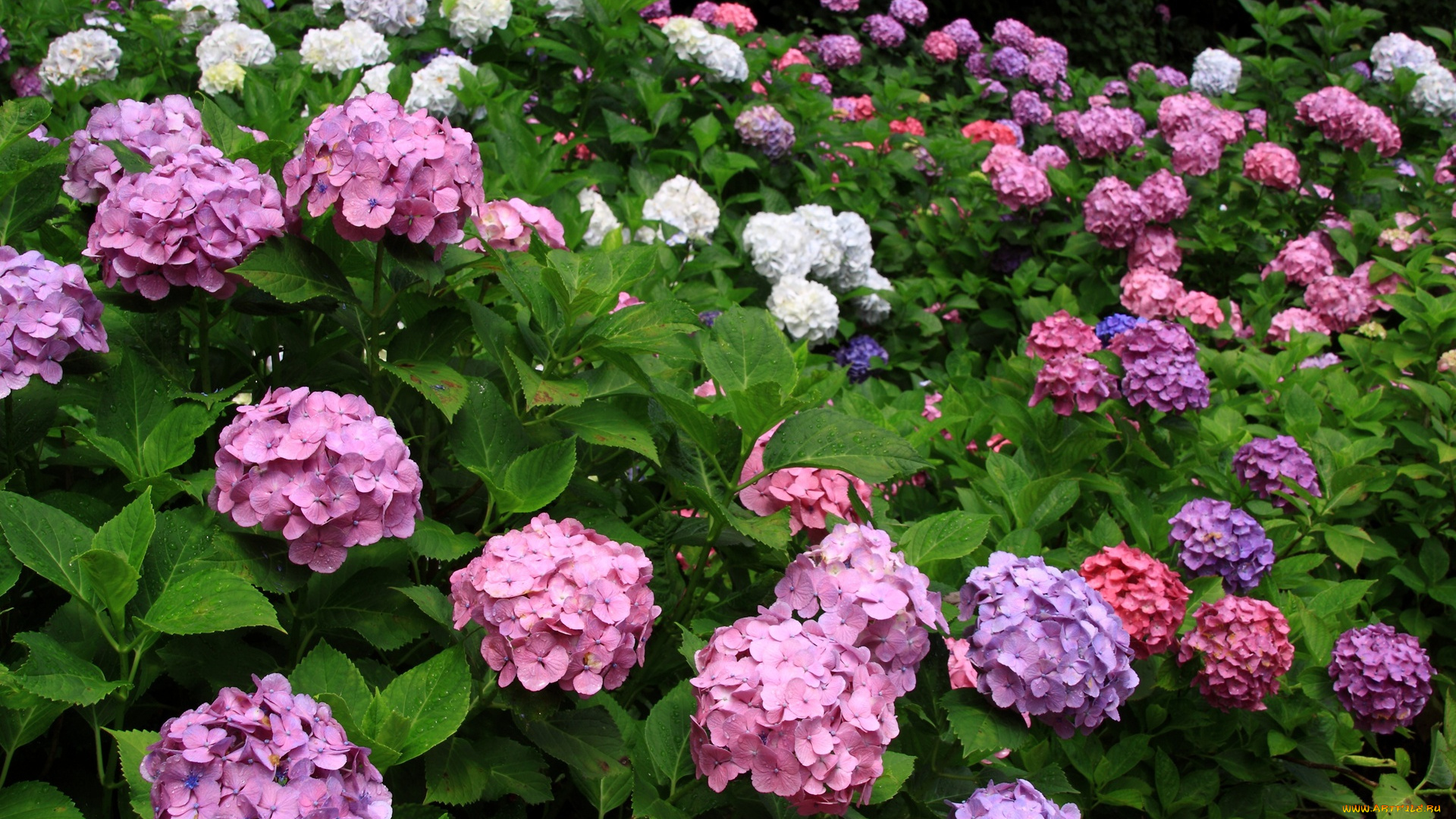 цветы, гортензия
