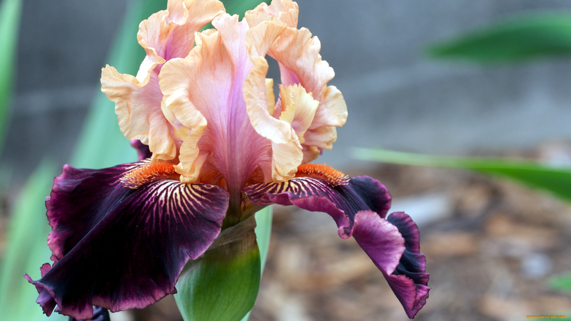 цветы, ирисы, фиолетовый, лепестки