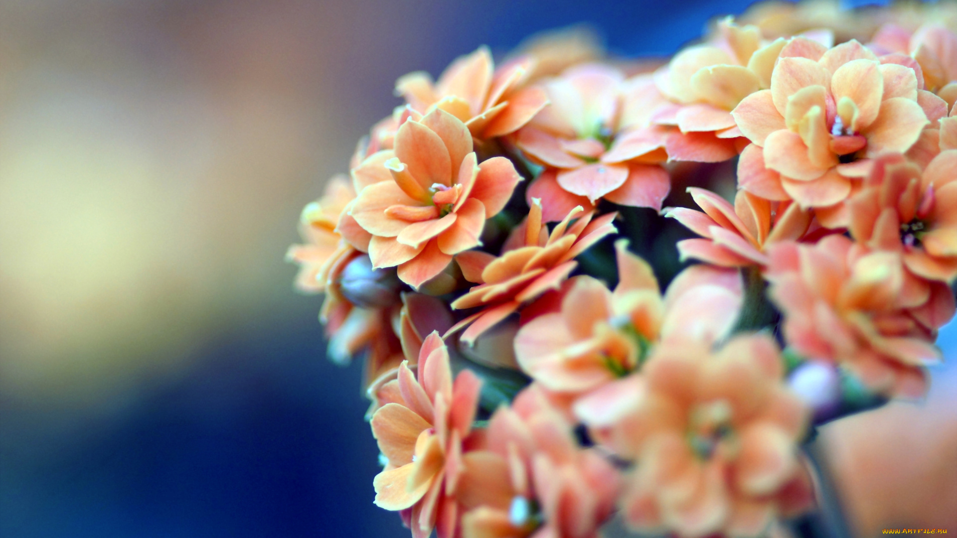 цветы, каланхоэ, оранжевый