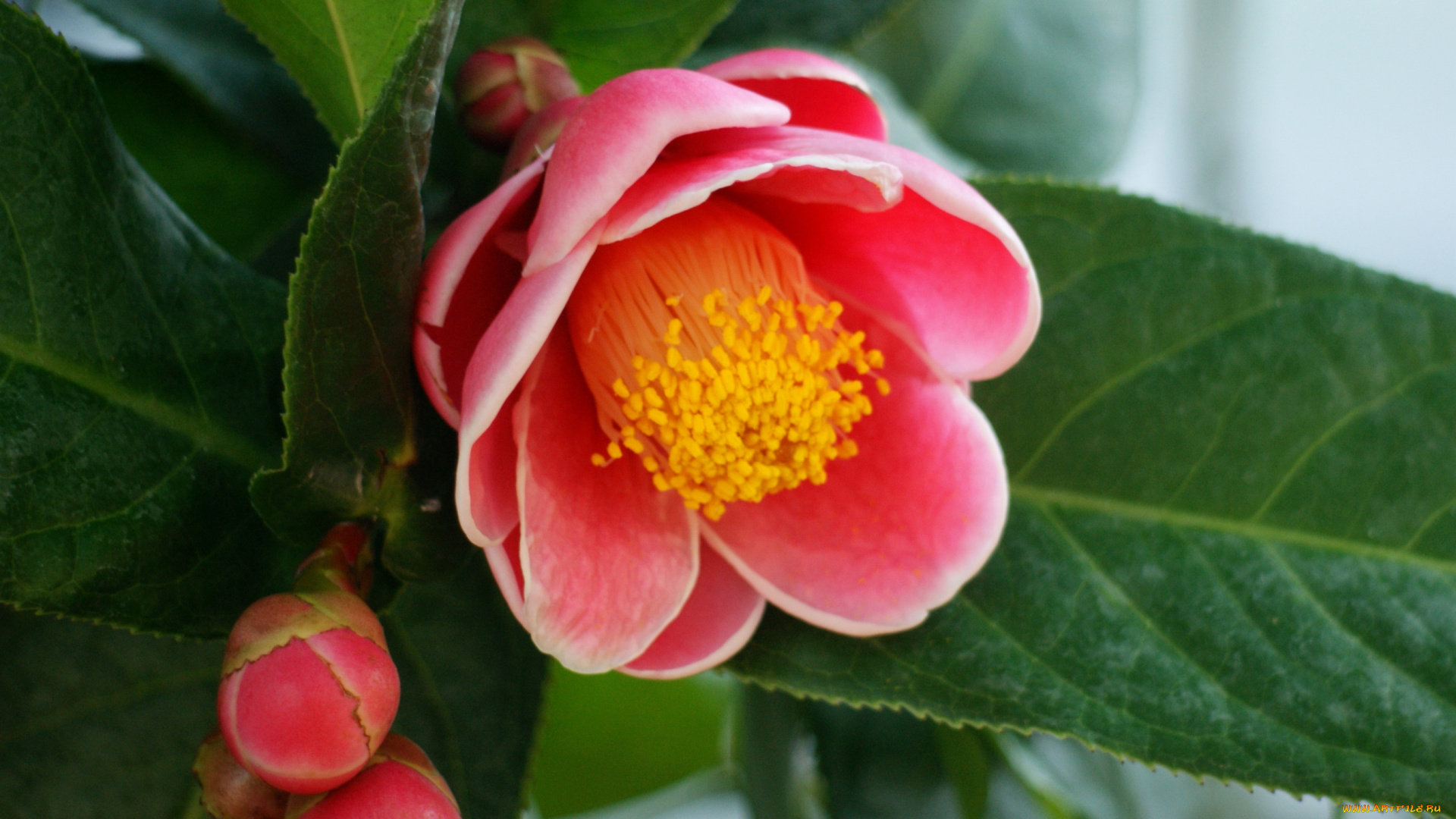 цветы, камелии, ветка, красный
