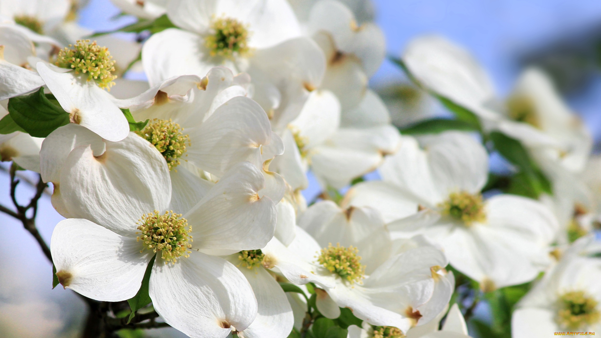 цветы, кизил, белый, цветение