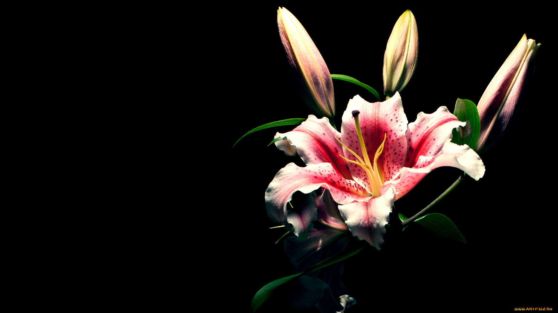 цветы, лилии, лилейники, бутоны