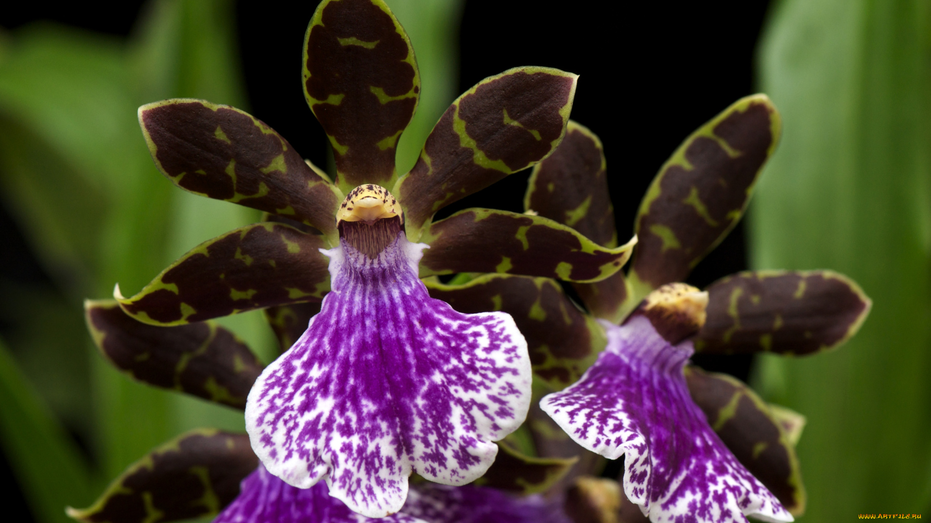 цветы, орхидеи, экзотика