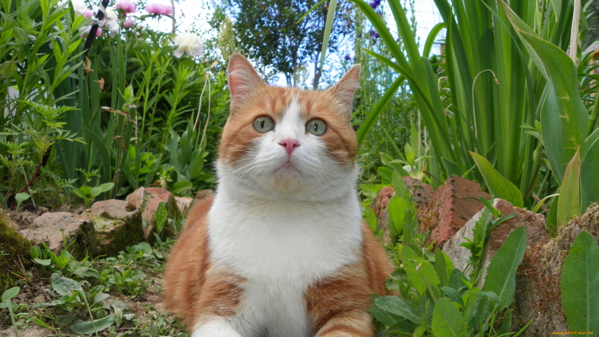 животные, коты, трава, кот, газон, рыжий