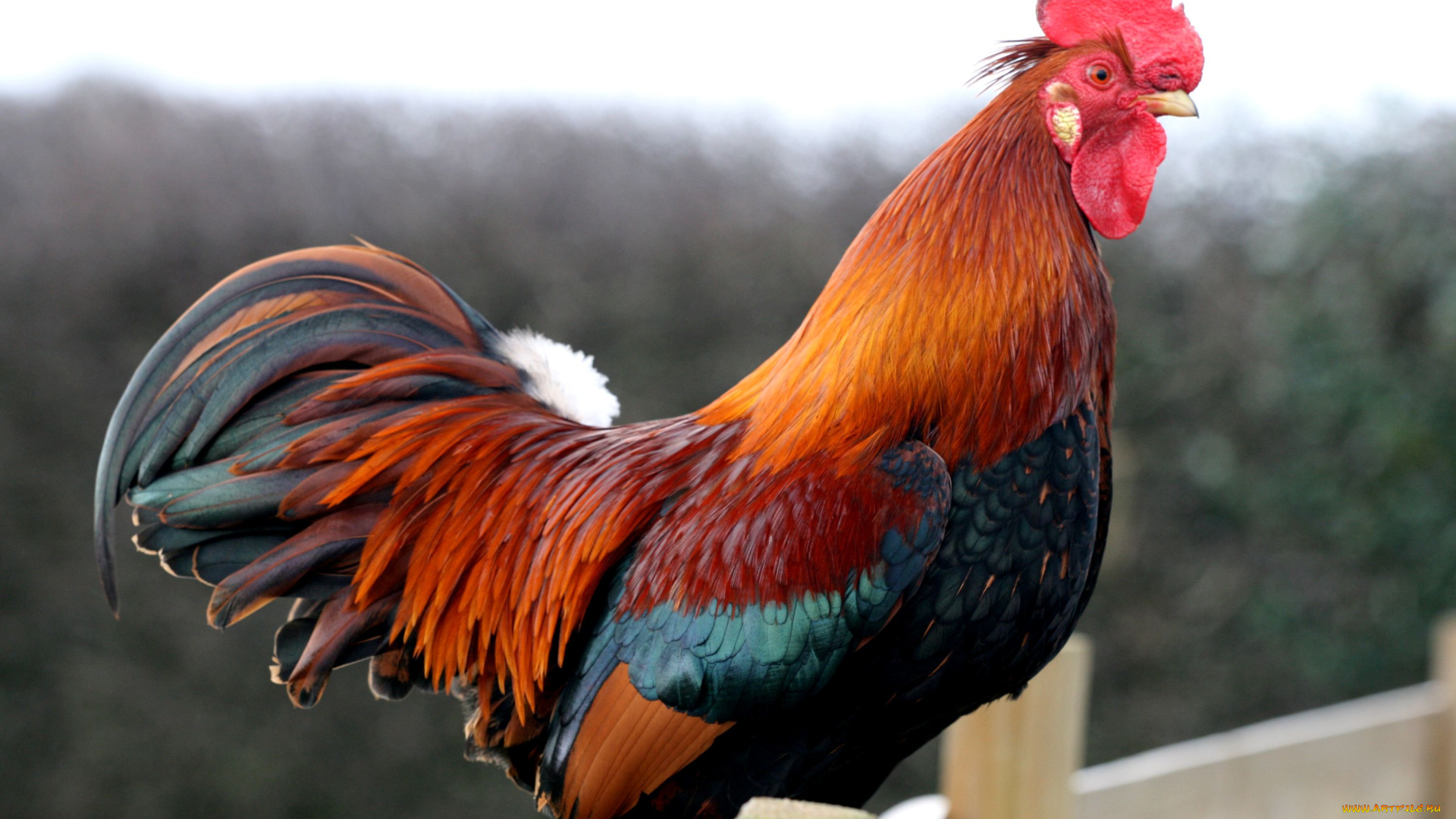 животные, куры, петухи, перья, гребень, петух