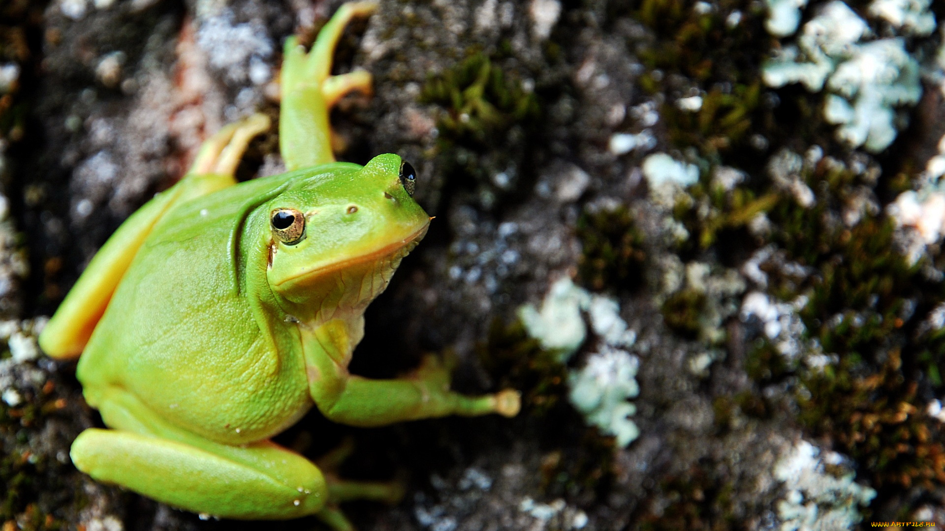животные, лягушки, лягушка