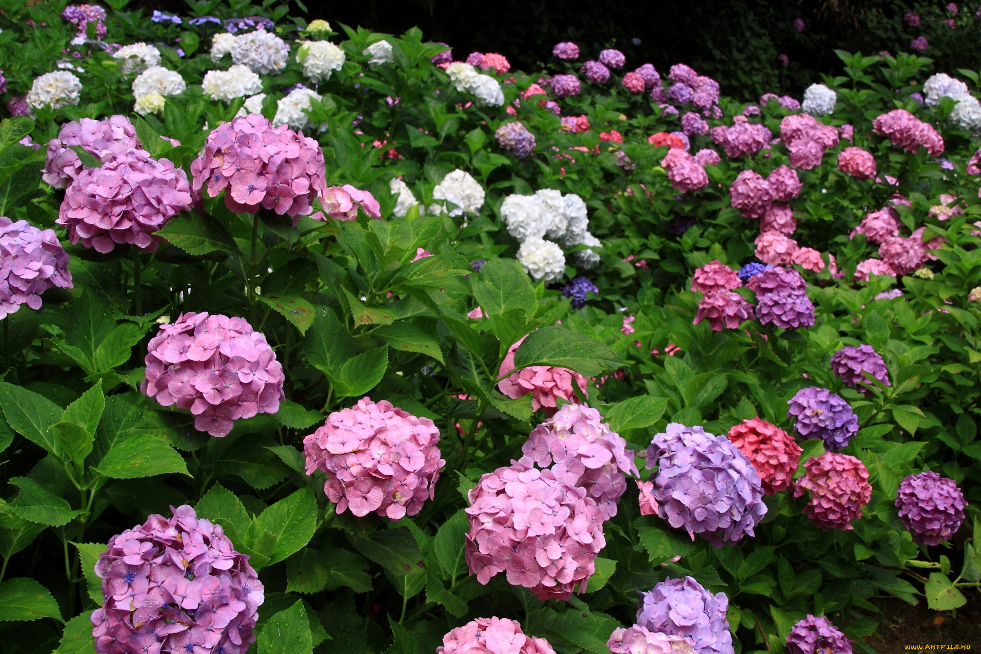 цветы, гортензия