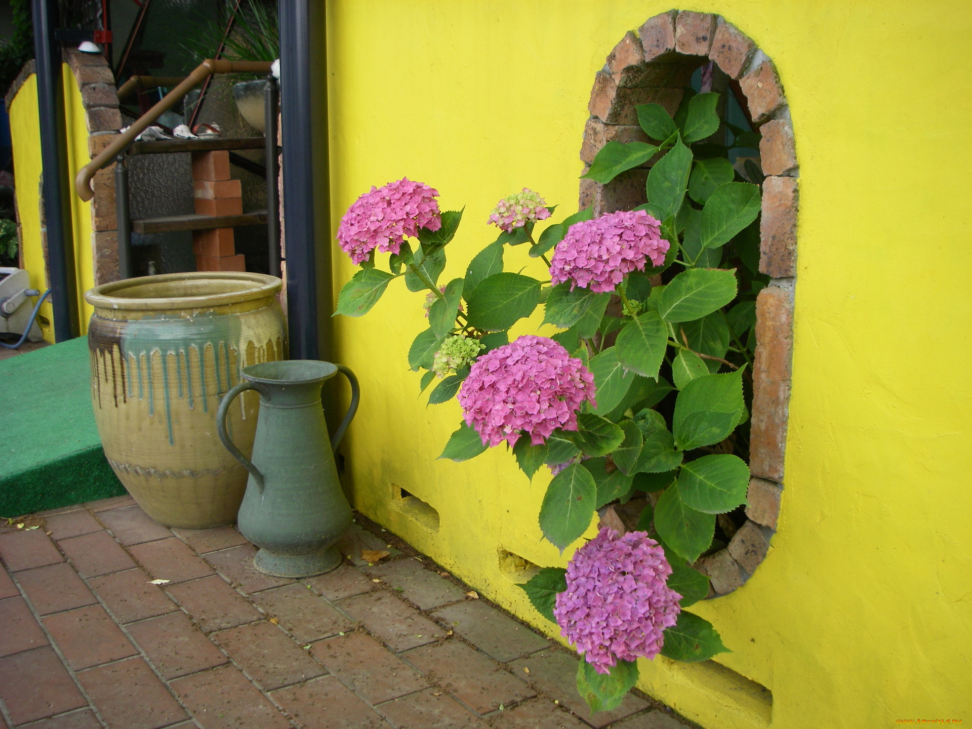 цветы, гортензия