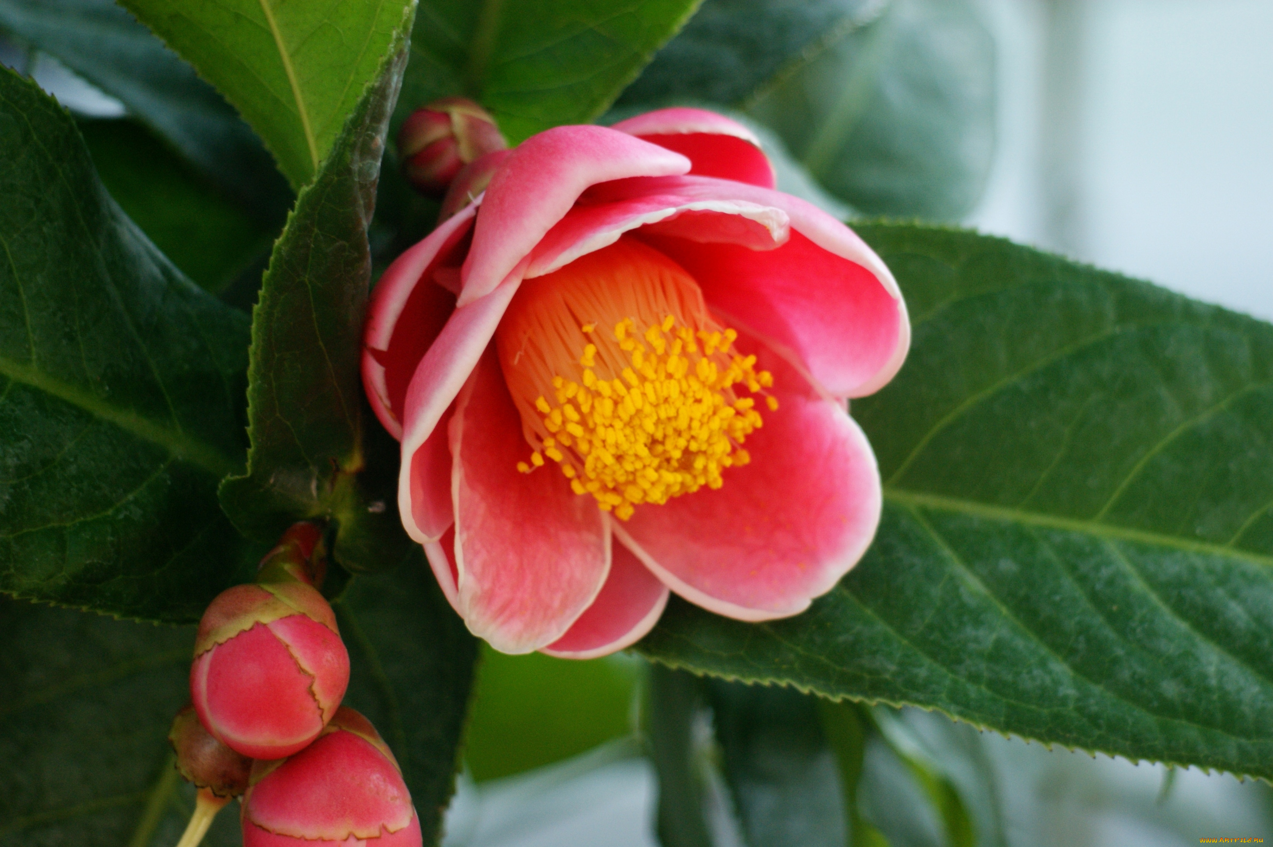 цветы, камелии, ветка, красный