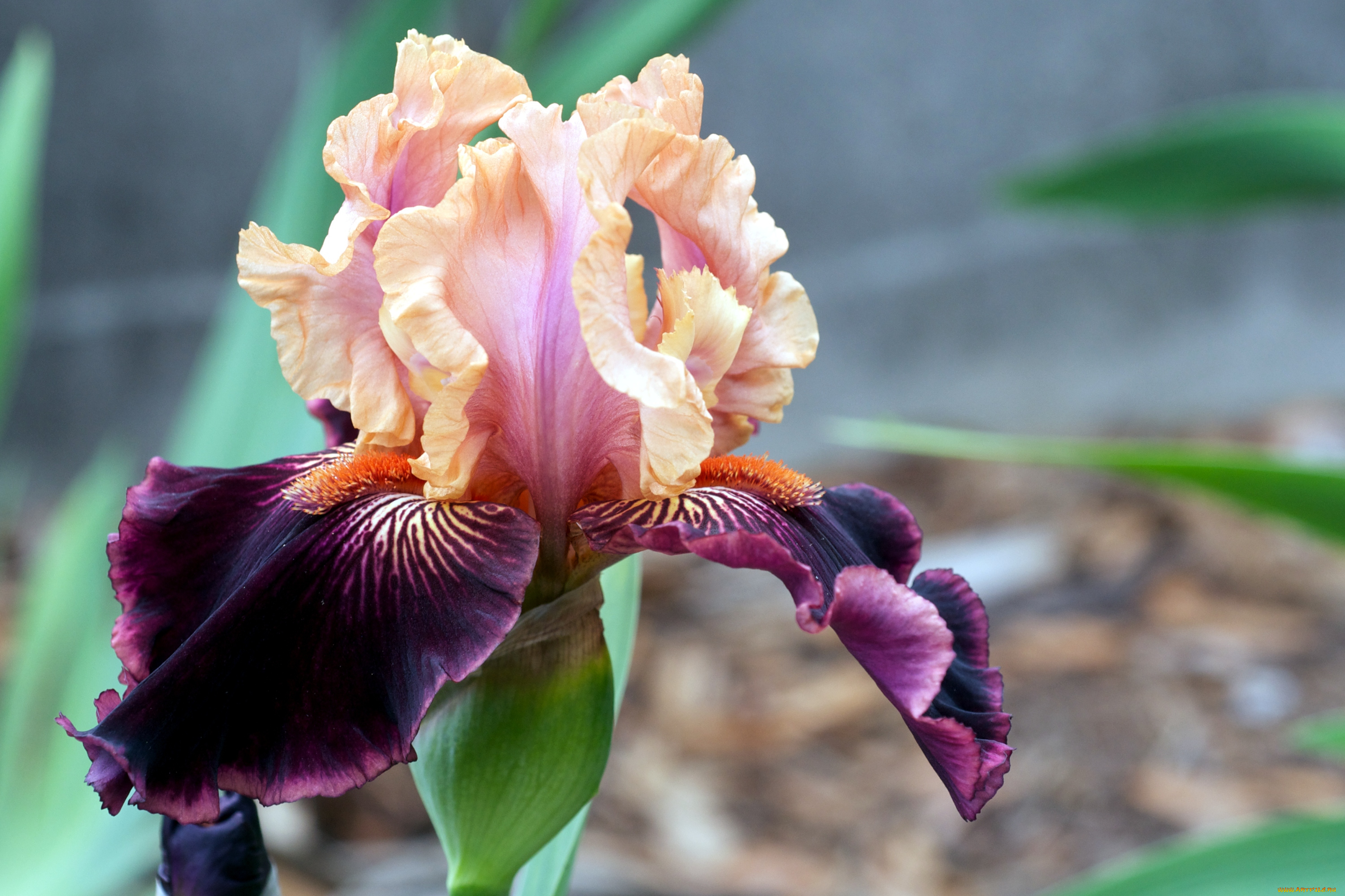 цветы, ирисы, фиолетовый, лепестки