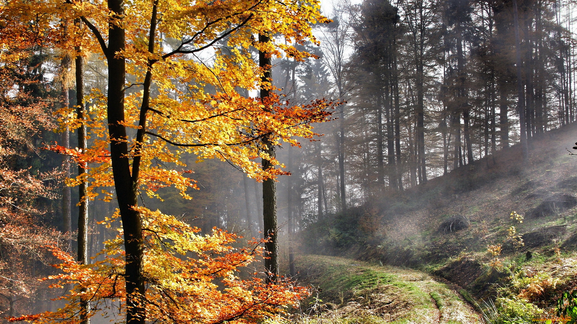 природа, дороги, осень