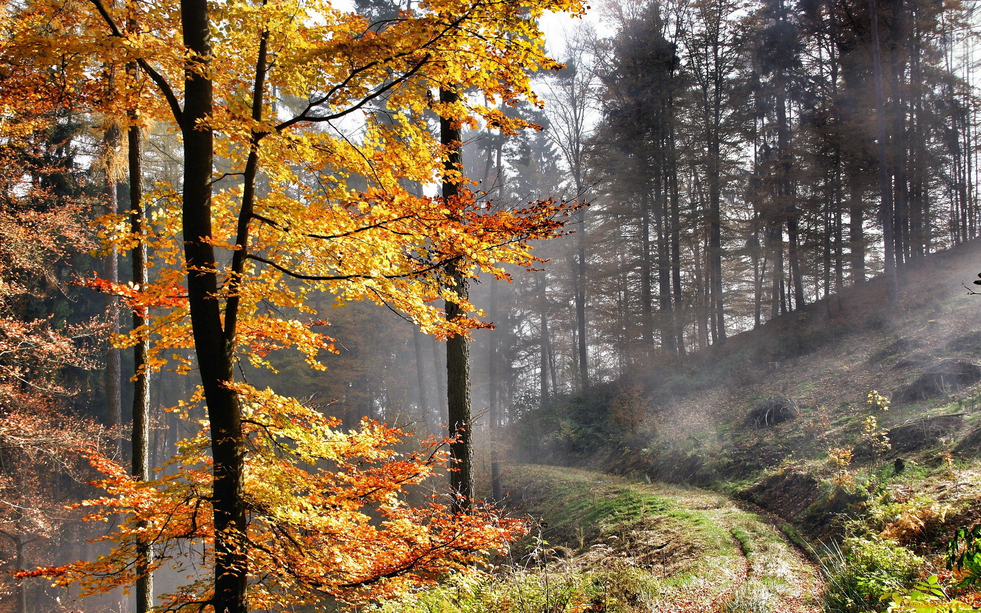 природа, дороги, осень