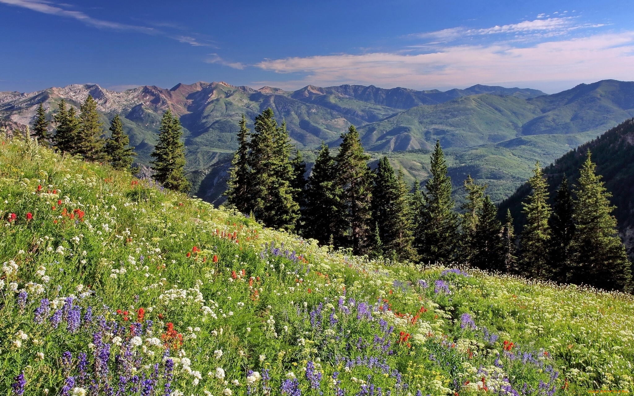 природа, луга, ели, луг, цветы, wasatch, range, utah, хребет, уосатч, юта
