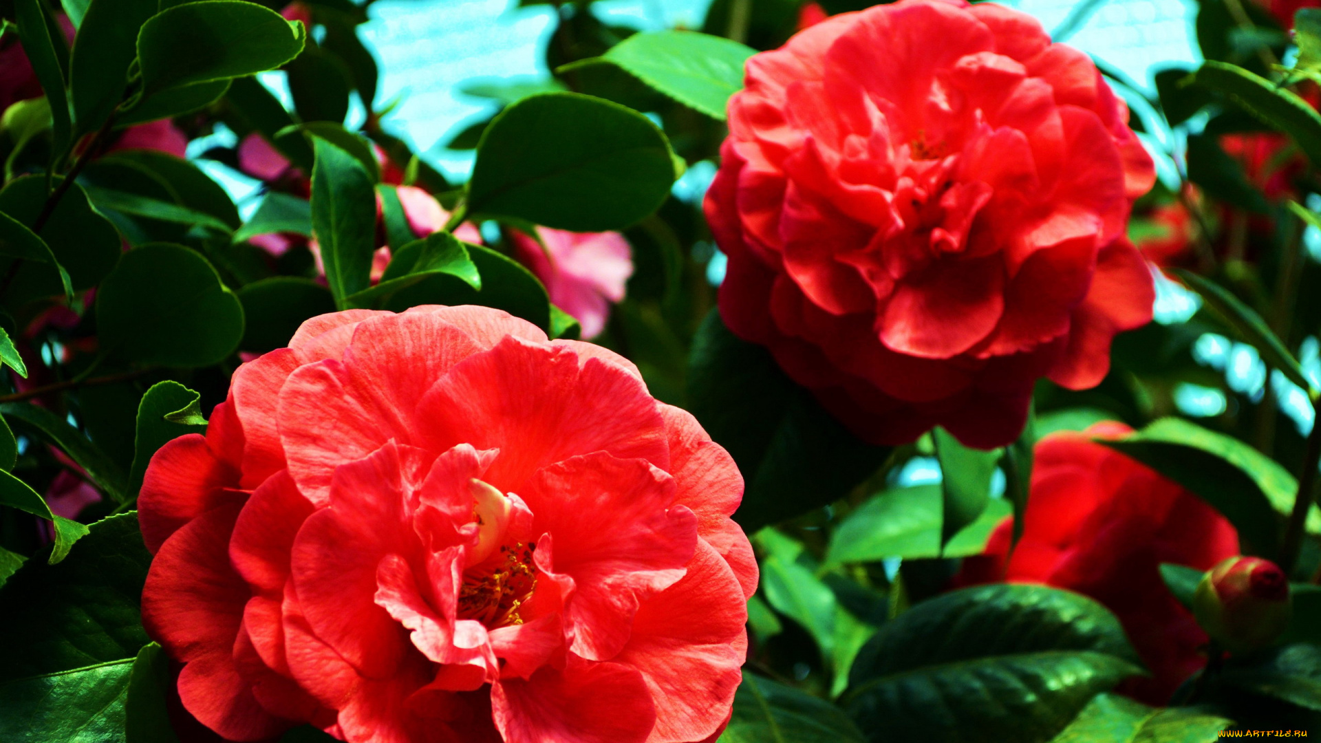 цветы, камелии, алый