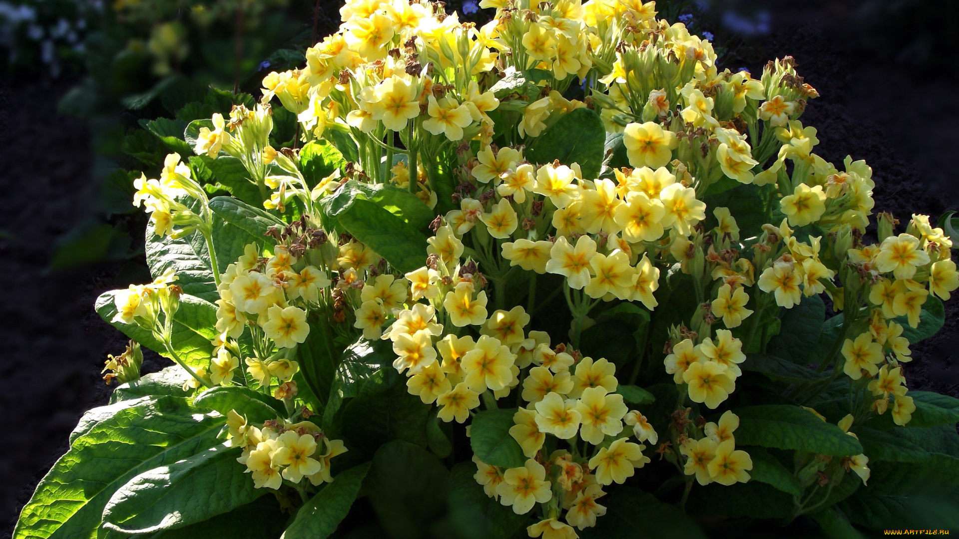 цветы, примулы, первоцветы