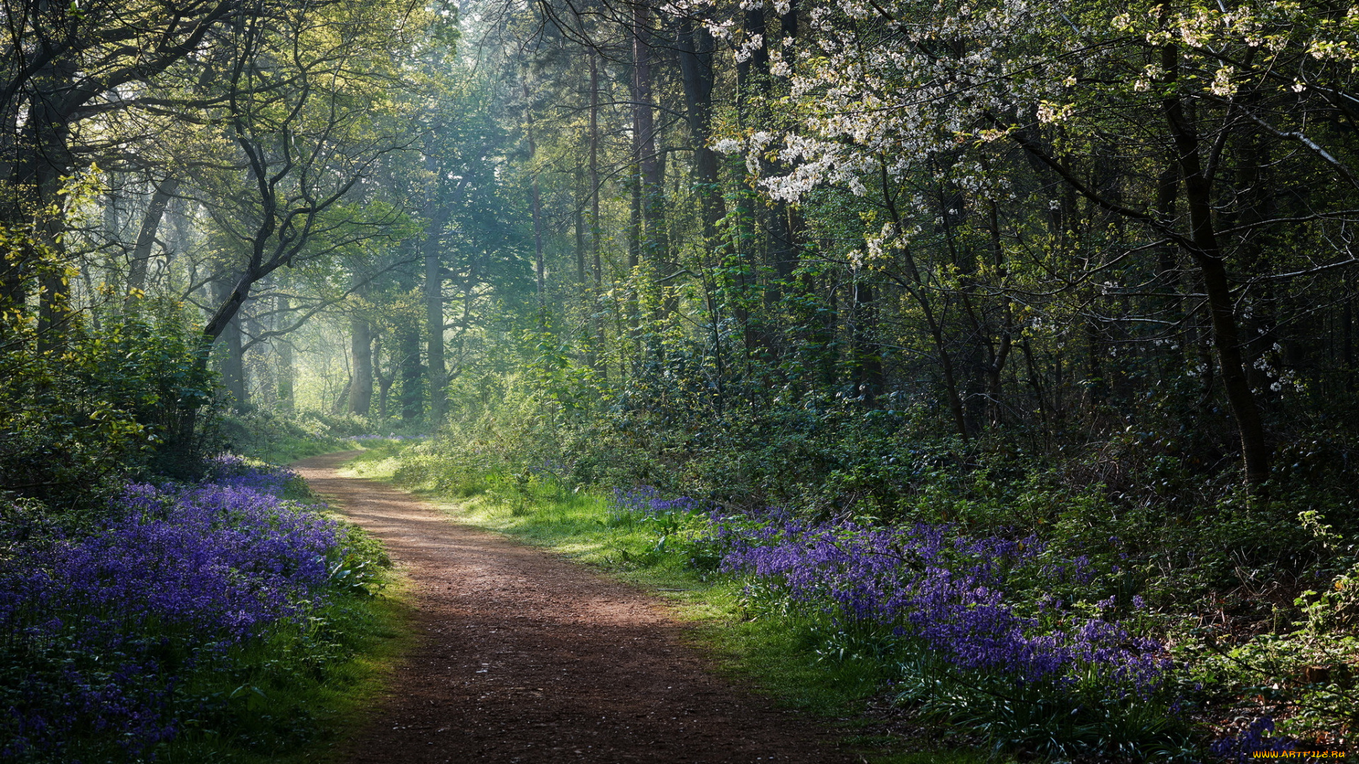 природа, дороги, лес, весна, дорога, утро