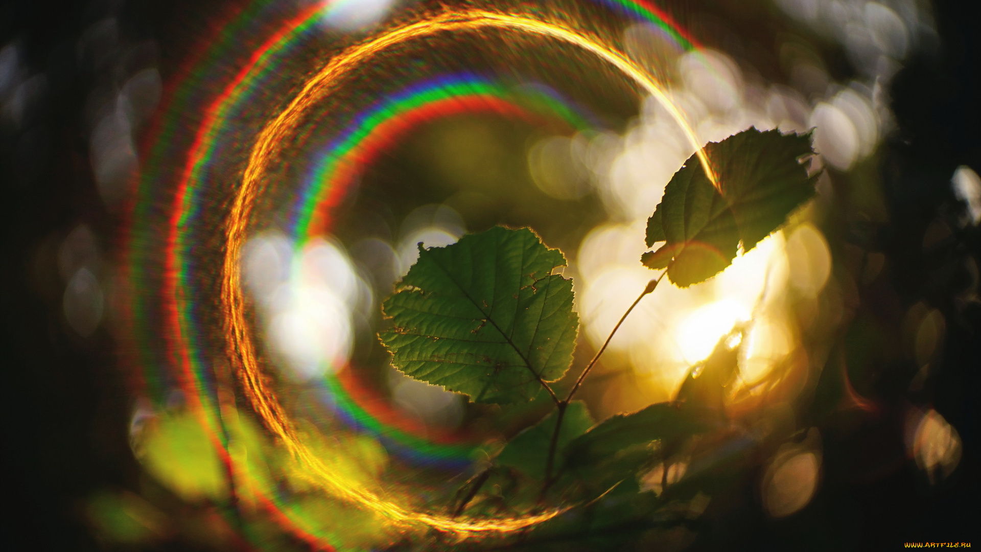 природа, листья, свет