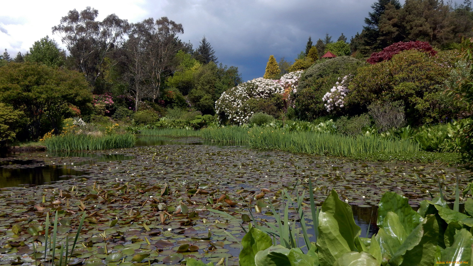 природа, парк, пруд, весна, лилии
