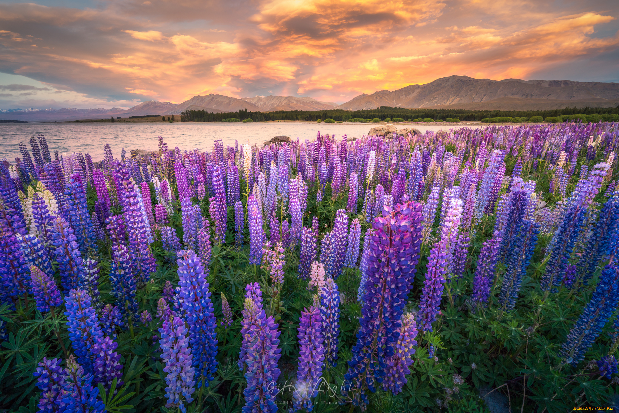 природа, луга, цветы, 0зеро