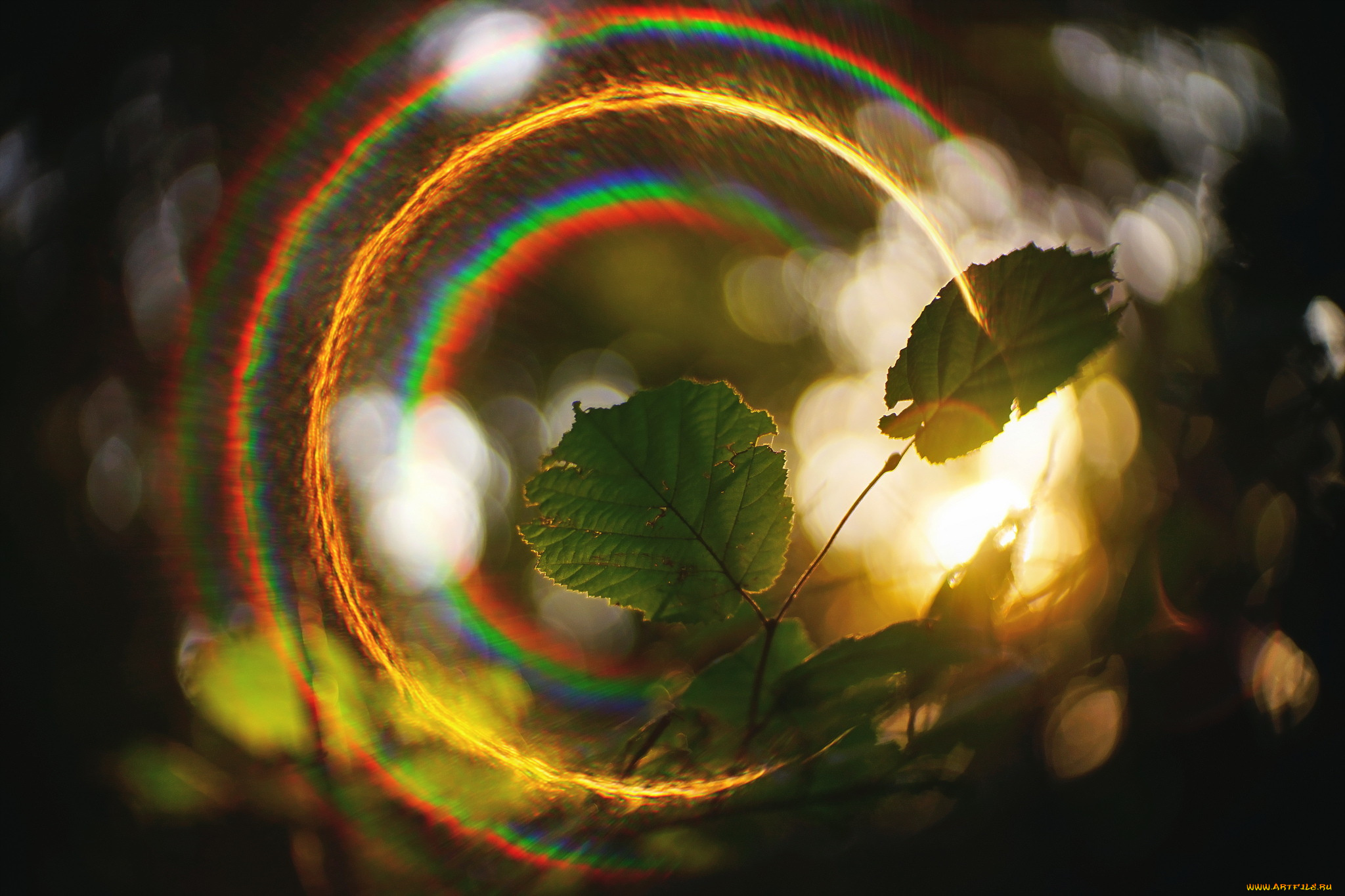 природа, листья, свет