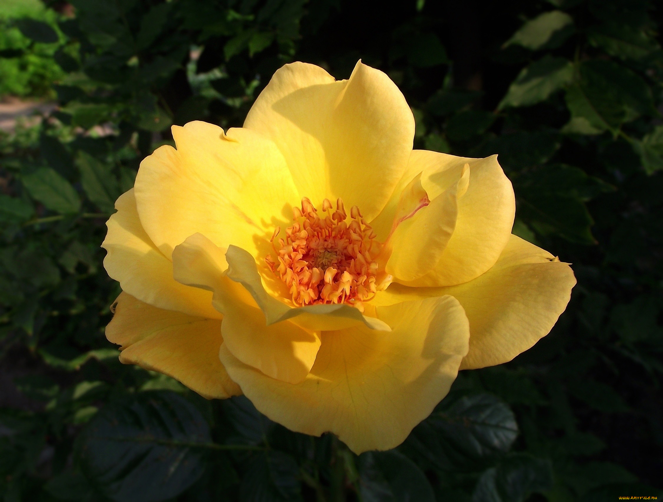 цветы, розы, желтый