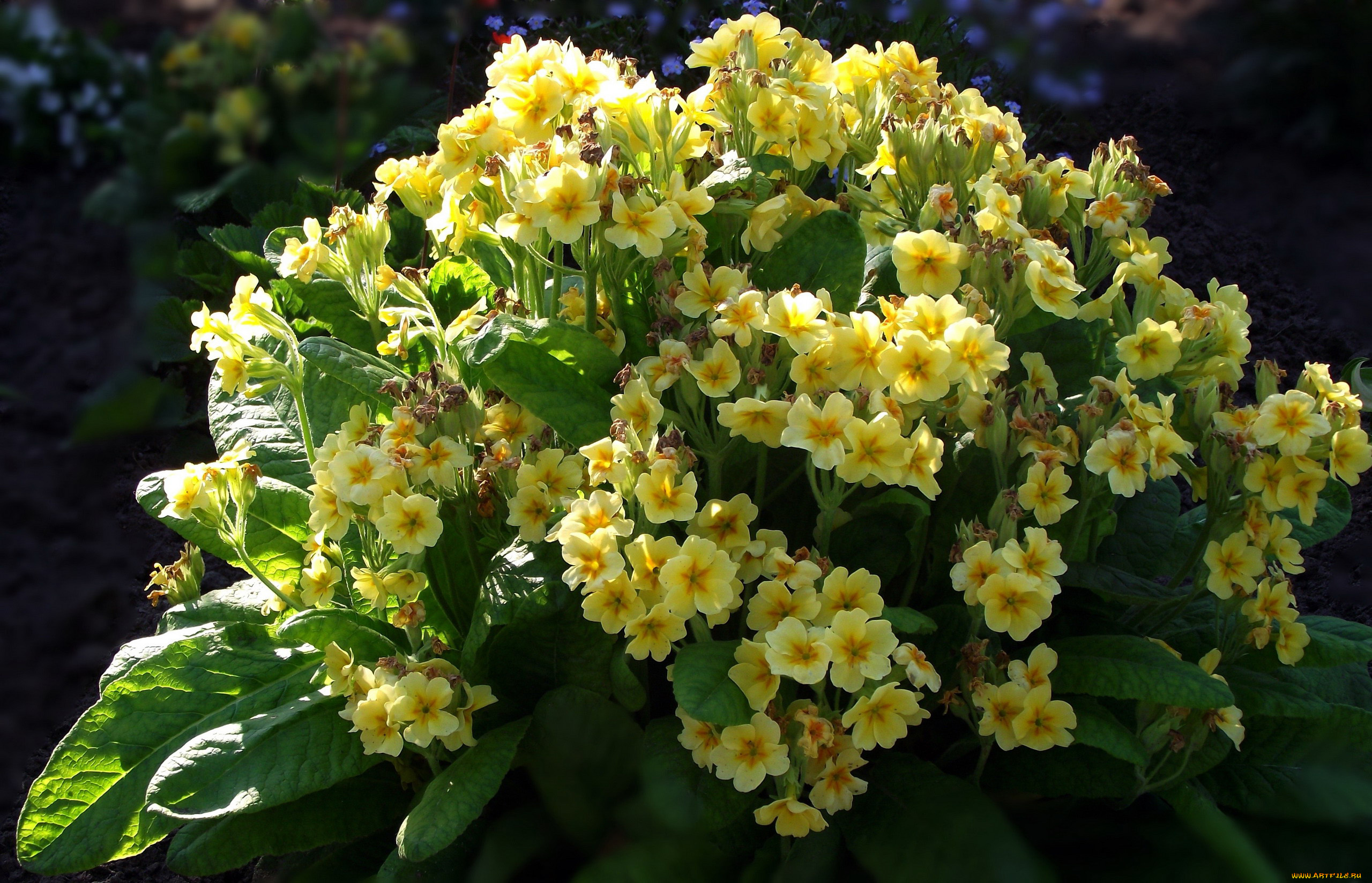 цветы, примулы, первоцветы