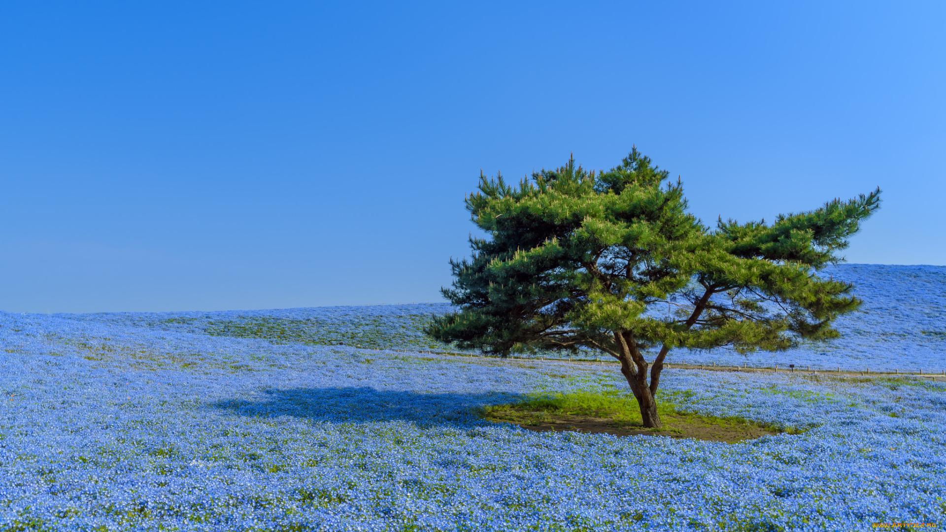 природа, деревья, луг, дерево