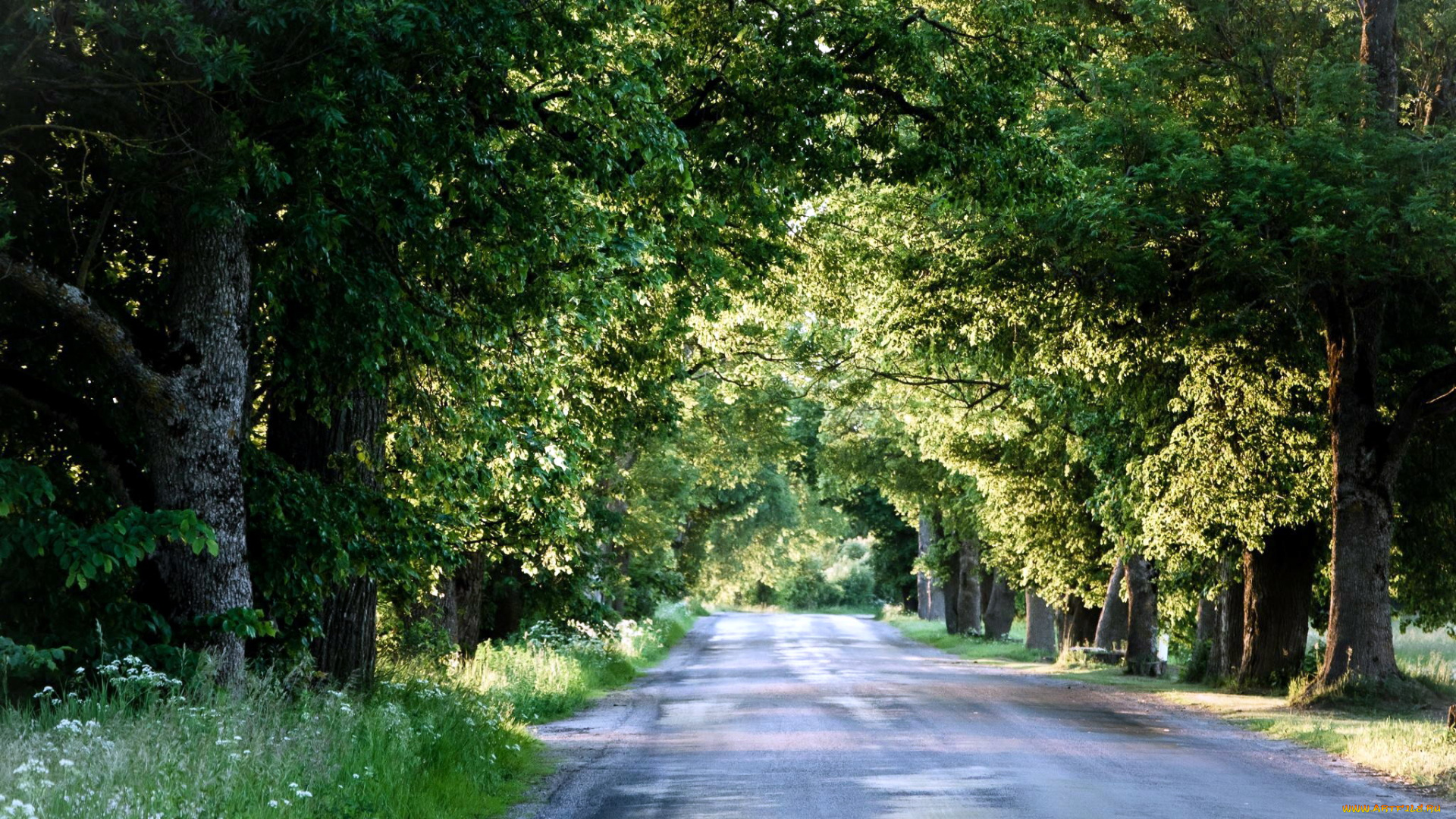 природа, дороги, деревья, лето, дорога