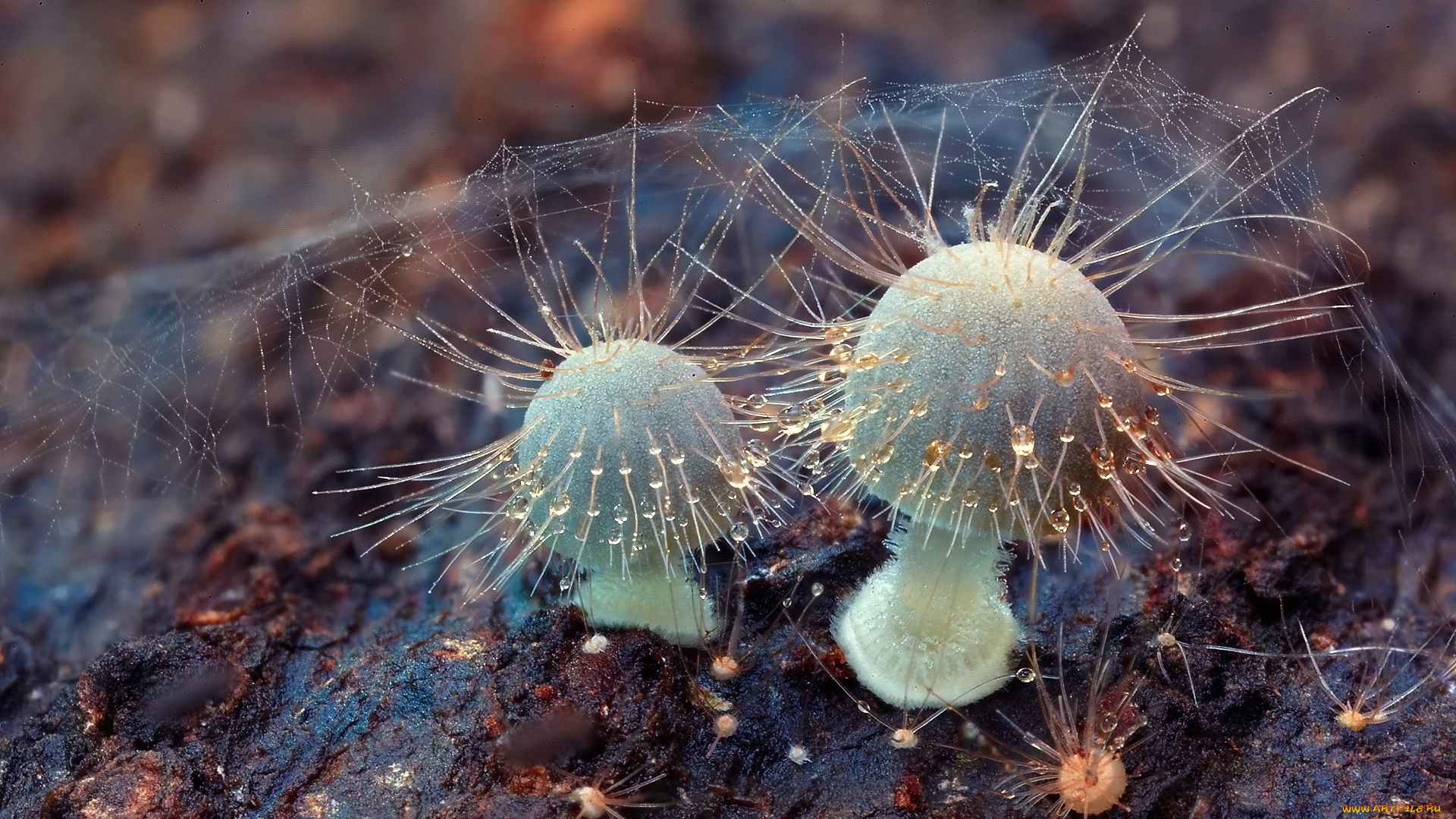 природа, грибы, капли, антенны, роса, паутина, макро