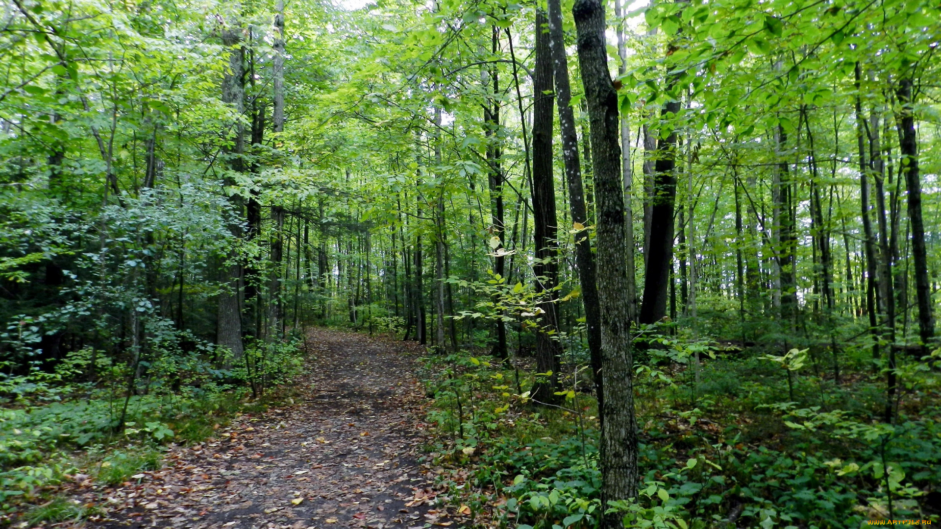 природа, лес, лесная, деревья, тропинка, осень