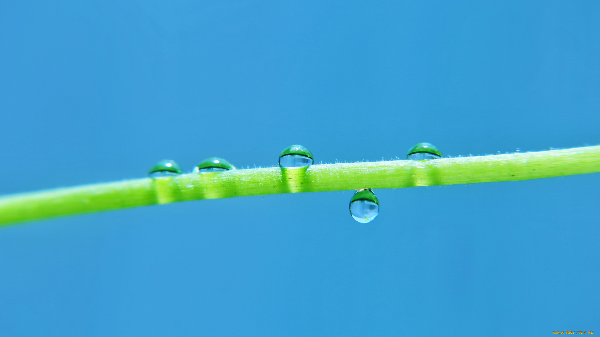 природа, макро, капли