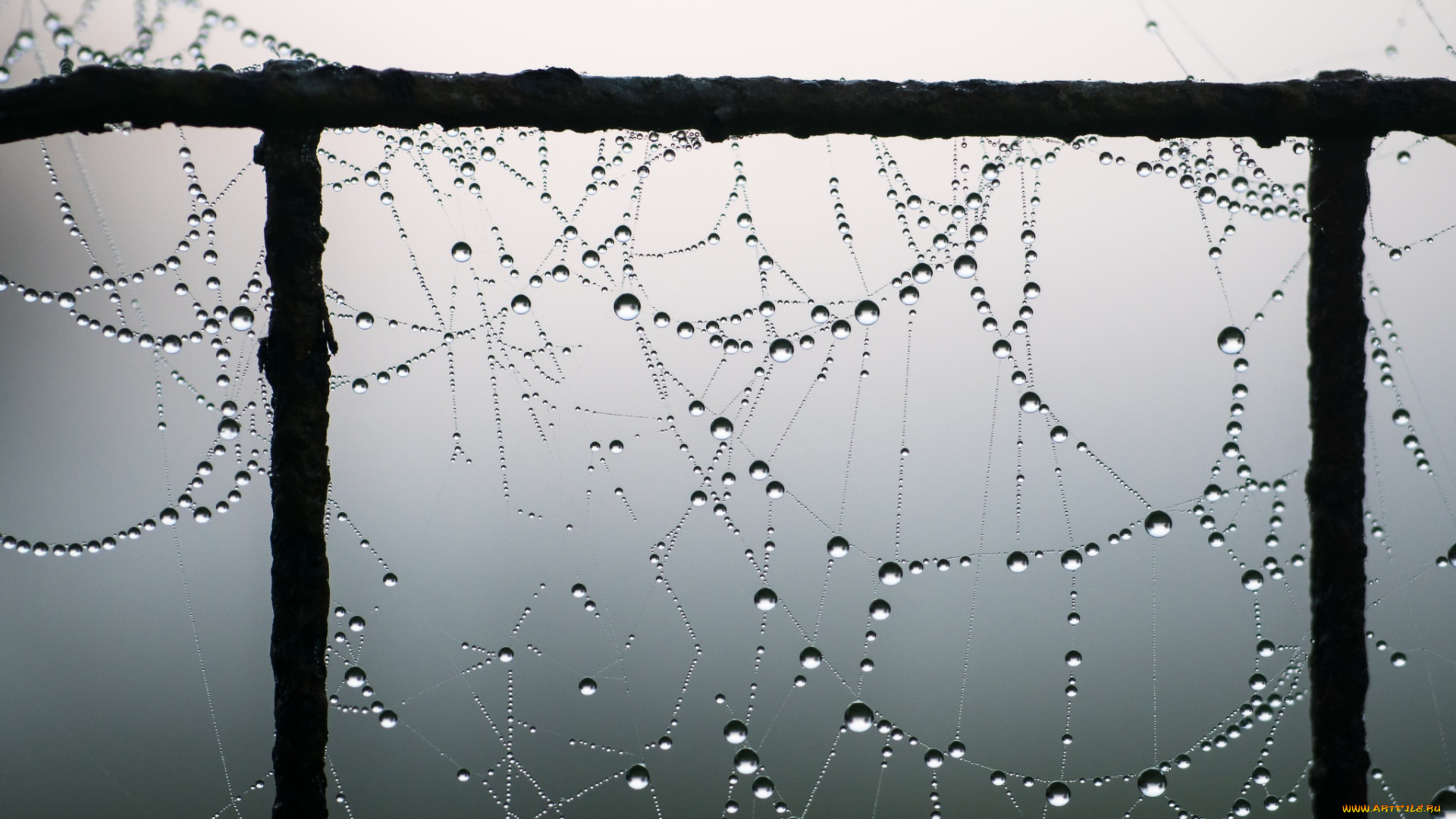 природа, макро, капли, паутина