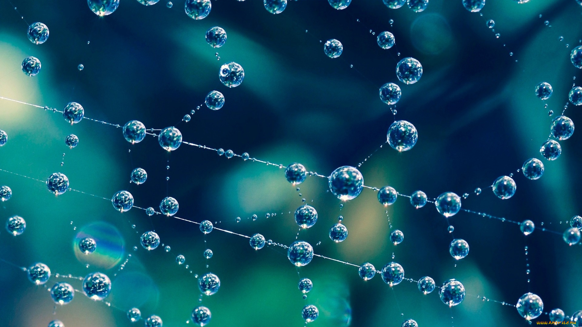 природа, макро, капли, паутина, вода