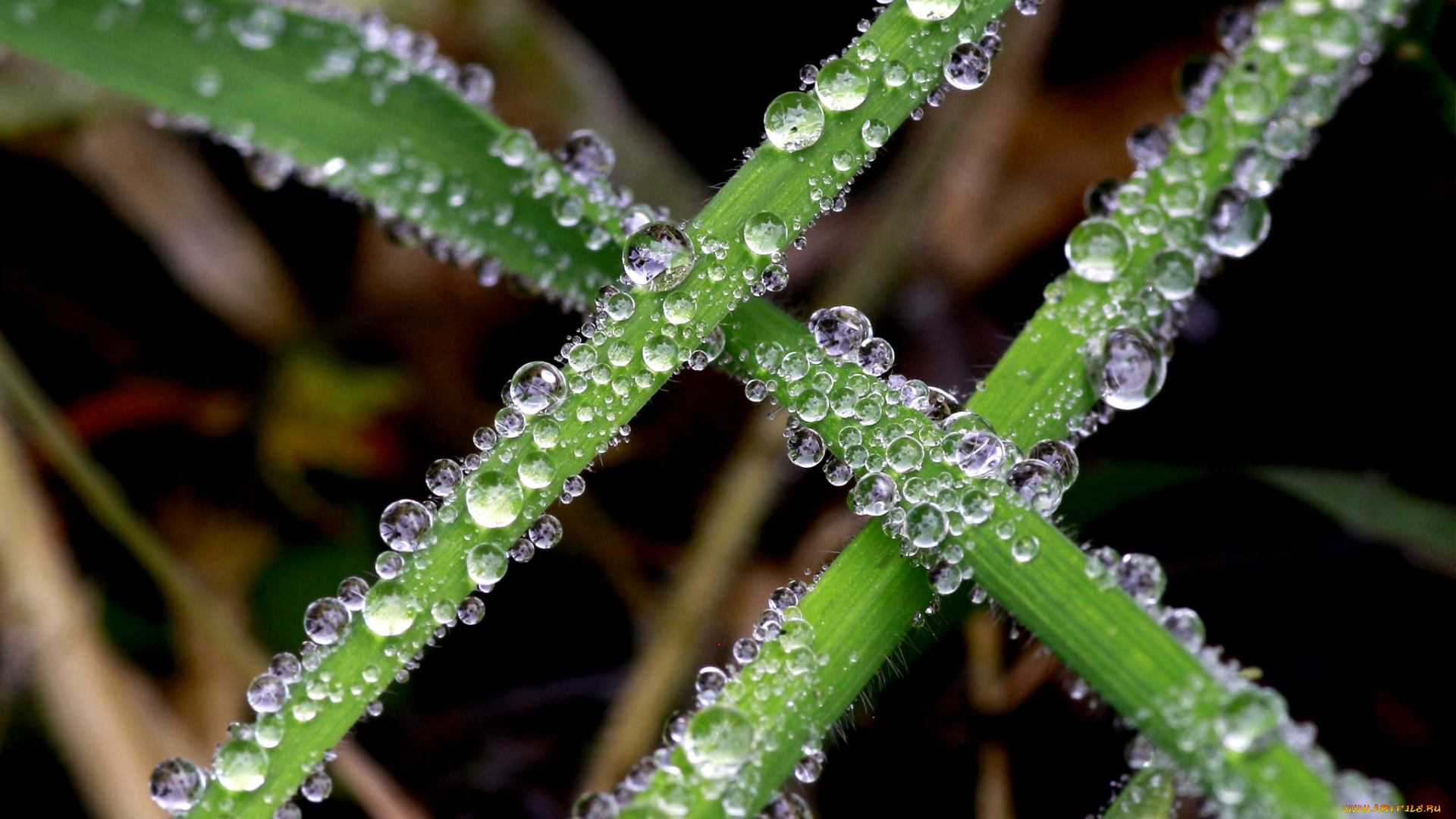 природа, макро, трава, капли